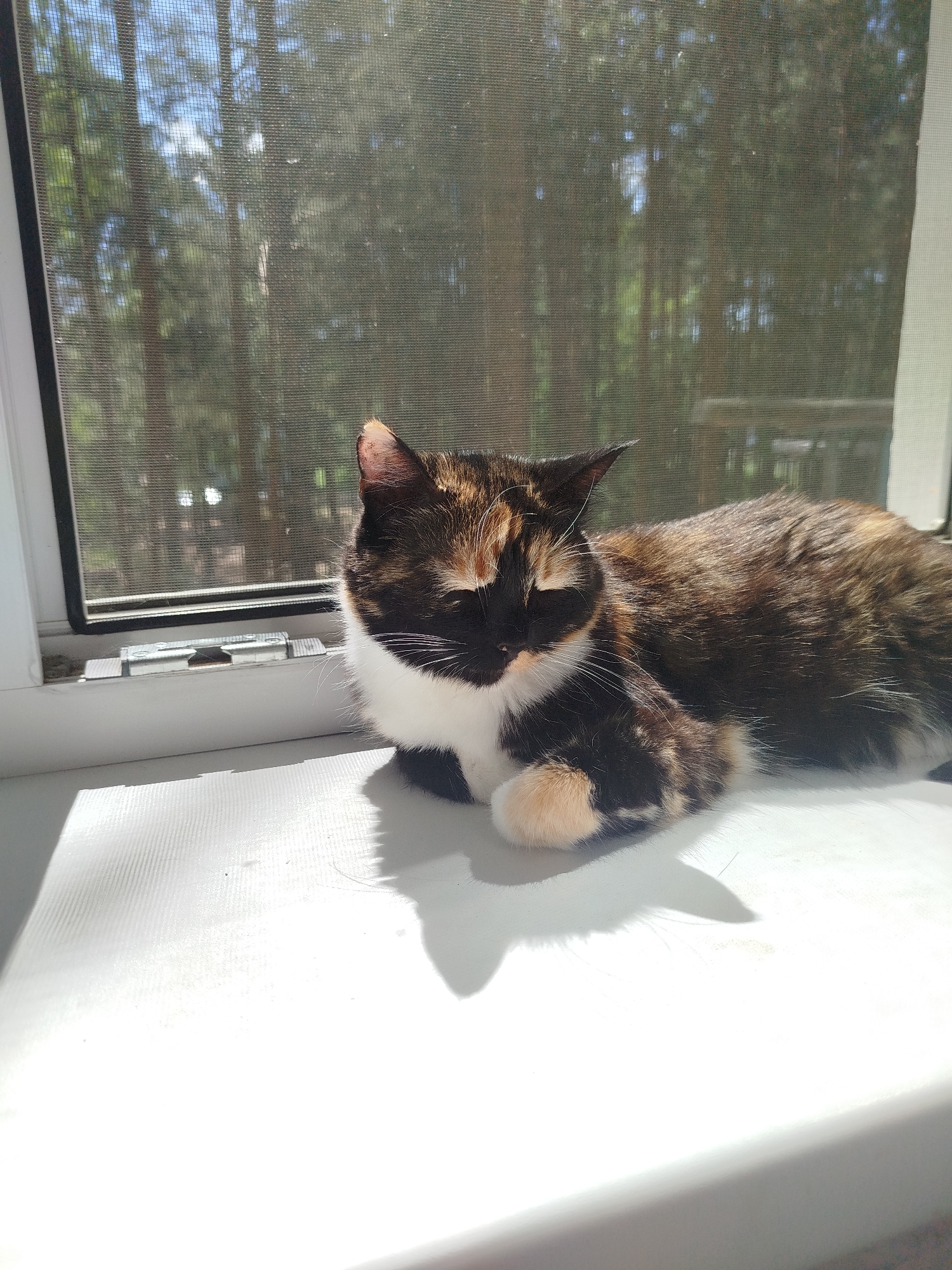 A calico cat rests on a white windowsill in front of a window with a screen. The background shows an out-of-focus view of trees. The cat is positioned in the center of the image. Sunlight illuminates the windowsill and the cat, casting a shadow on the white surface. The location is Unknown, Unknown.