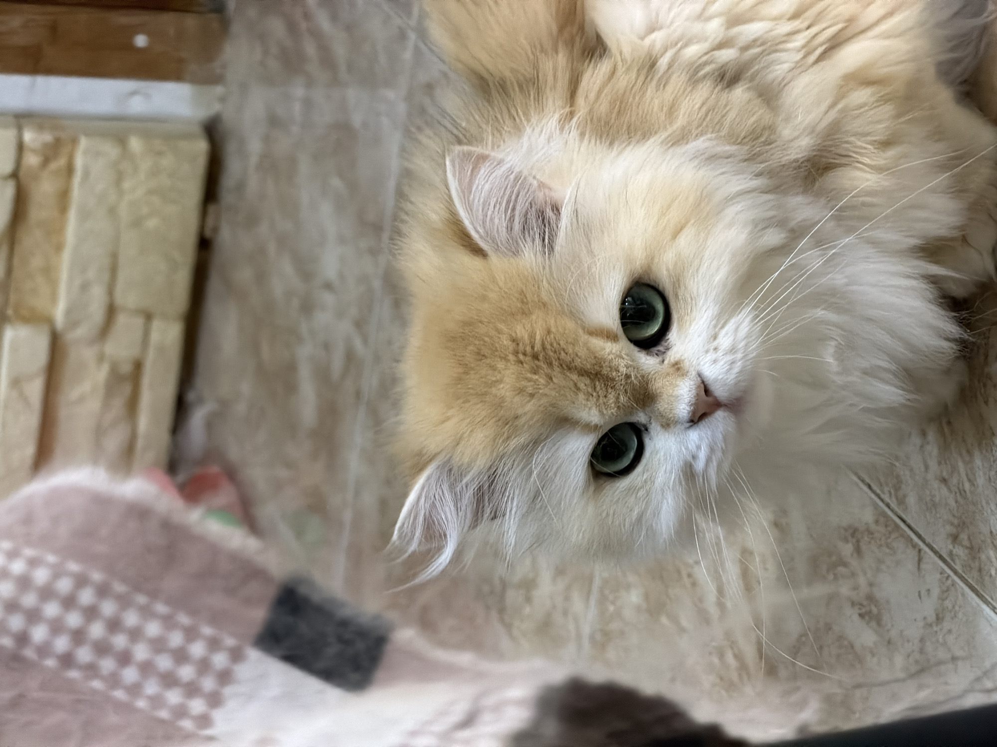 A close-up, eye-level shot shows a fluffy, golden-colored Persian cat with striking green eyes looking directly at the camera. The cat's fur is thick and appears to be a light cream color around its face and chest, transitioning to a golden hue on its head and back. Its whiskers are prominent and white, fanning out from its muzzle. The cat is situated on a tiled floor, which has a warm, earthy tone with subtle variations in color and texture. To the left of the cat, a portion of a pink and white checkered blanket is visible, its pattern blurred due to the close cropping. In the background, a wall constructed of light-colored, rectangular stone-like blocks is apparent, with some wooden elements to the far right. The lighting is soft, highlighting the cat's features and the texture of its fur. The overall impression is of a calm domestic setting. There is no indication of the city of Dnipro, Ukraine, in the image.