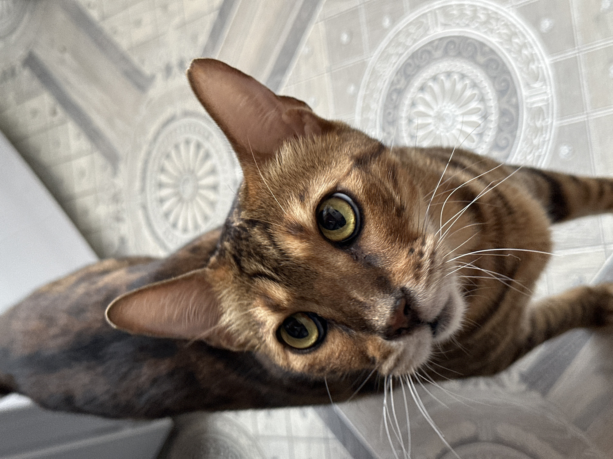 An overhead, slightly angled medium shot shows a brown and black striped cat standing on a tiled floor. The cat is looking up at the camera with bright yellow eyes. Its ears are pointed upwards and its long white whiskers are spread wide. The floor is light gray with a subtle pattern of circular designs. The background is out of focus and shows a light-colored wall and a sliver of a door. The image was taken in Gornyi Erik, Russia.