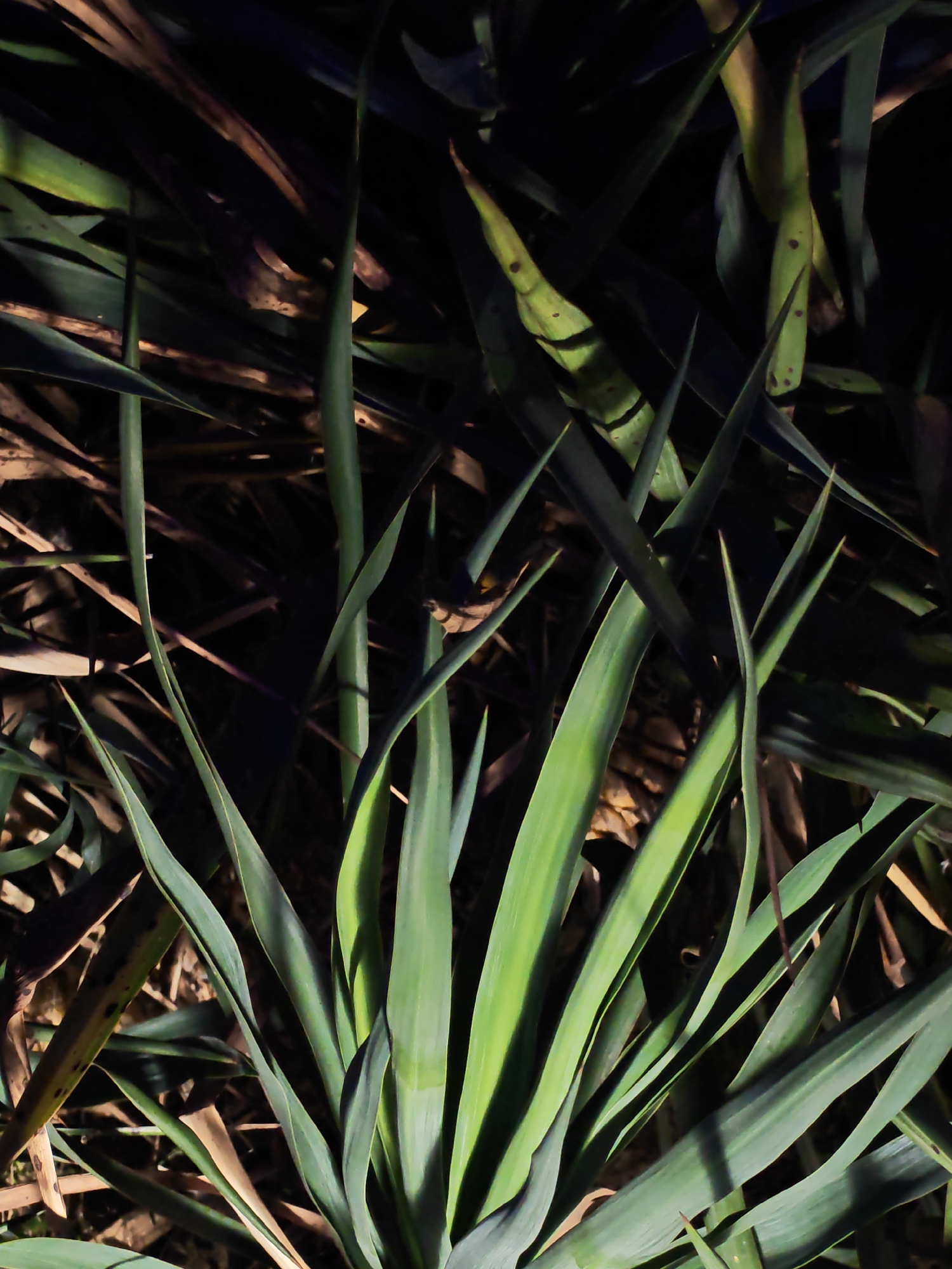This is a close-up, overhead shot of a cluster of green yucca leaves, some of which appear to be dried and brown. The image is dark, with artificial lighting casting shadows on the foliage. The background consists of more dry leaves and plant matter, all rendered in deep shadow. There are no people or any other objects visible in the frame. The location is not specified in the image itself.