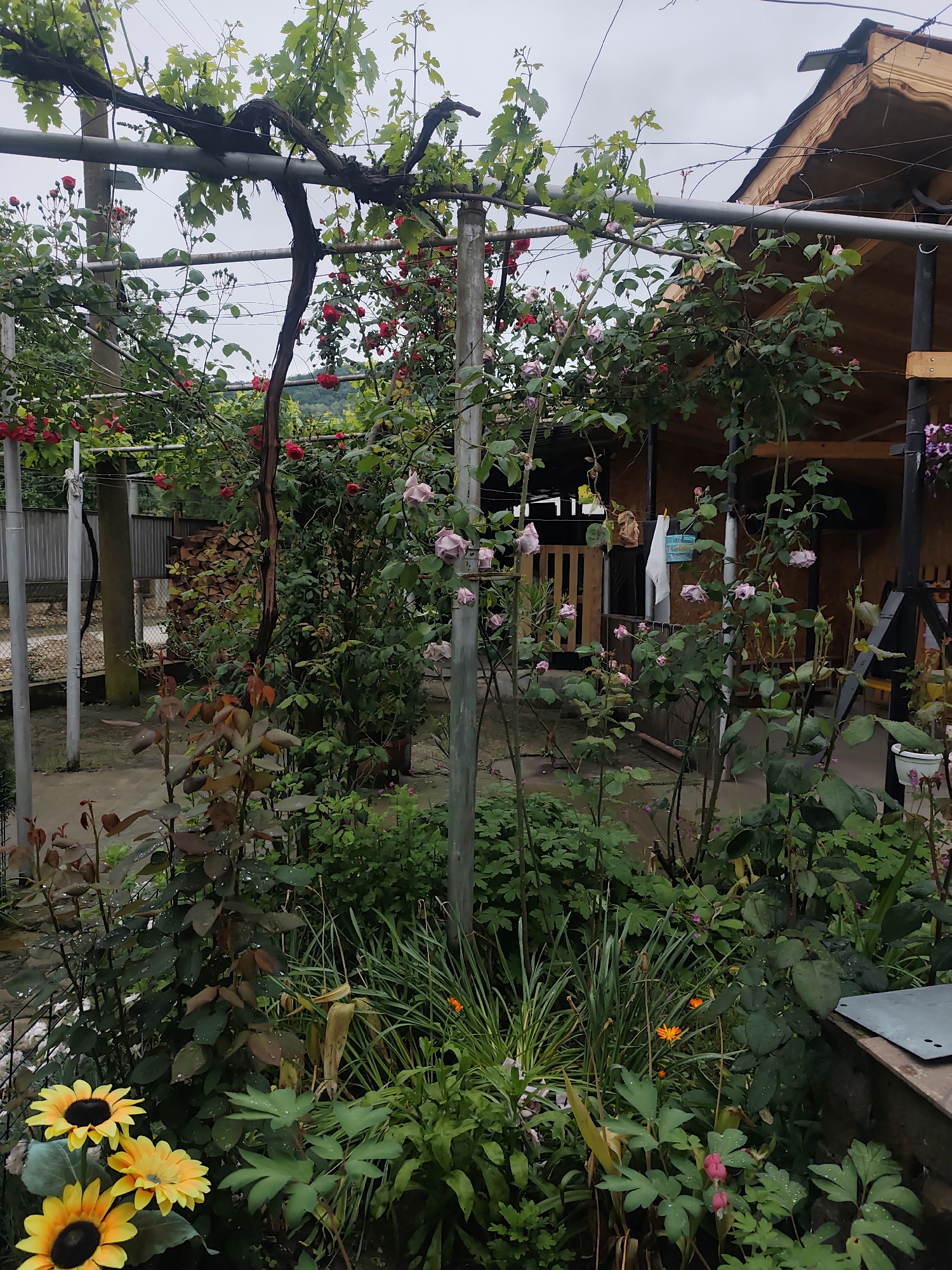 A garden scene under an overcast sky, possibly located in a rural area. A structure covered in vines and flowering plants dominates the view, supported by metal poles. The plants include roses in shades of red and pink. In the foreground, sunflowers and other greenery are visible. Behind the plants, there appears to be a wooden cabin or structure with a deck. The garden is filled with various plants and flowers, suggesting a well-maintained or actively cultivated space. A stack of wood is visible in the background, hinting at a domestic or residential setting.