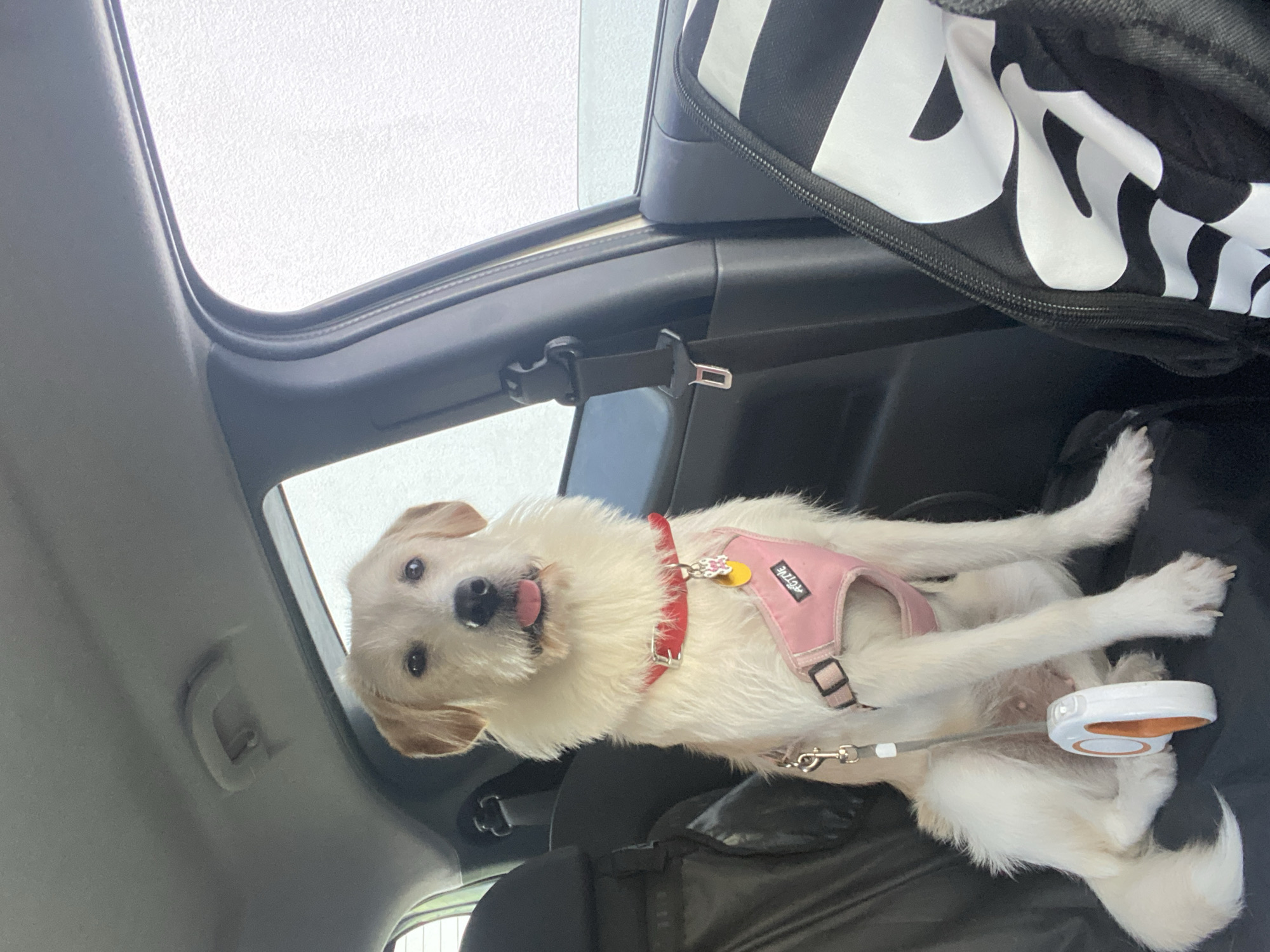A medium-sized, light-colored dog with fluffy fur and floppy ears is sitting on the back seat of a car. The dog is wearing a red collar and a pink harness. A retractable leash is attached to the harness and lies on the seat. A black bag with white stripes is visible on the right side of the image. The car appears to be parked, and the background outside the windows is a bright, overcast sky. The interior of the car is dark, with black upholstery. The image is taken from a slightly elevated angle, looking down at the dog.