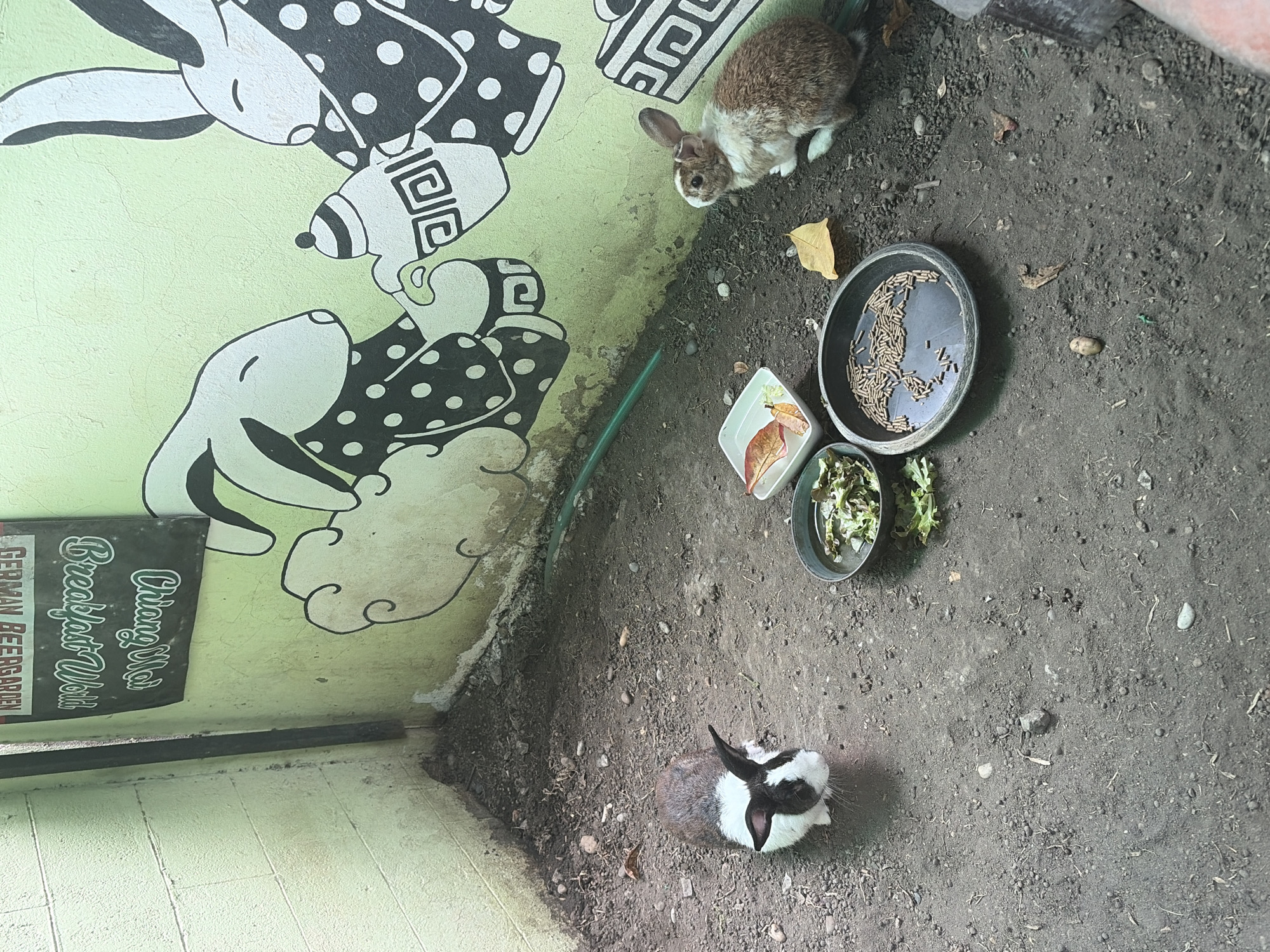 The image shows an outdoor enclosure with two rabbits and food bowls on the ground. The enclosure has dirt ground and a pale green painted wall with a mural of rabbits. A sign is partially visible on the wall, reading "GERMAN BEERGARDEN" and "Chiang Mai Breakfast World". One rabbit is black and white and facing left, while the other is brown and white and facing right. There are two bowls of food, one with green leafy vegetables and another with pellets. A small white dish with dry leaves is also present. The environment appears to be somewhat unkempt with scattered leaves and debris on the ground. The presence of the sign and the mural suggest this could be a cafe or restaurant with an animal enclosure in Chiang Mai City Municipality, Thailand.