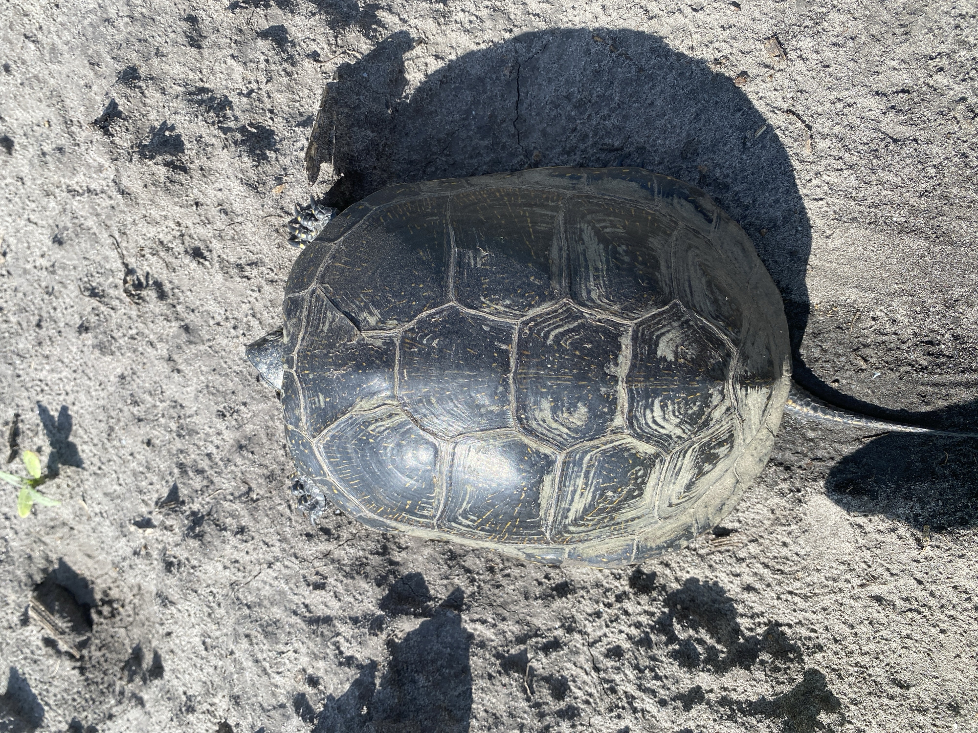 A top-down, close-up view captures a dark-shelled turtle resting on sandy, dry ground. The turtle's shell, textured with hexagonal scutes, is predominantly dark with lighter striations. Its head and legs are partially visible, showing dark skin with lighter markings and yellow or green accents on the toes. The ground is a light gray sand with visible textures and shadows indicating direct sunlight. Sparse patches of dry vegetation and small debris are scattered across the sandy terrain. The setting appears to be an outdoor environment, likely a natural habitat. There is no indication of the city of Ustyvytsya, Ukraine in this image.