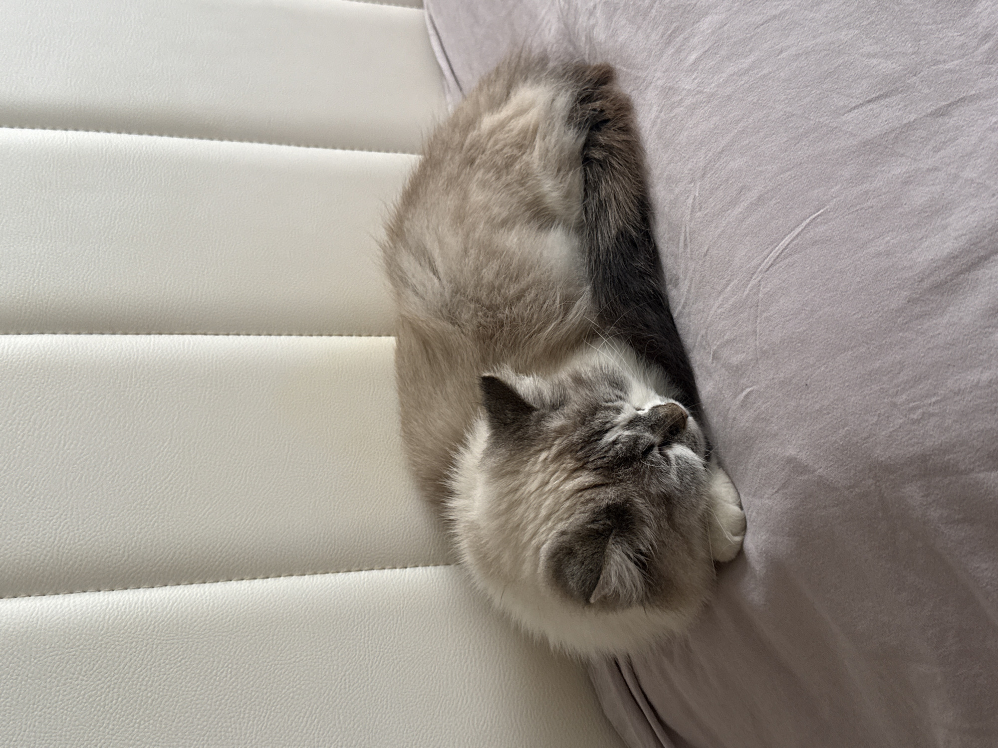 A cat is curled up asleep on a bed. The cat has a light-colored body with a darker gray face and tail. The bed has a white headboard with horizontal ridges and a light gray sheet. The specific location within Rostov-on-Don, Russia, cannot be determined from this image.