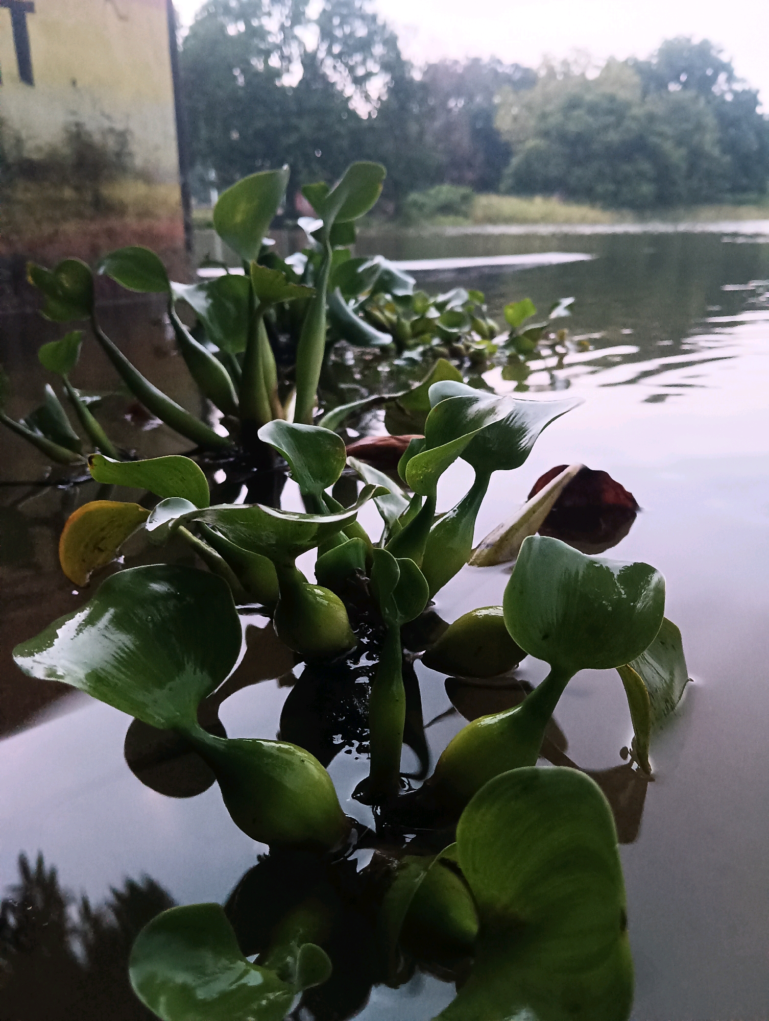 The image depicts a close-up view of water hyacinths floating on calm water. The water surface is smooth with subtle ripples and reflections. The leaves of the water hyacinths are a vibrant green, some appearing glossy and wet. A few yellowed leaves are also visible amongst the green foliage. In the background, out of focus, are trees and a body of water that appears to be a pond or a lake. There is a hint of a structure on the left side of the frame, possibly a wall or building, with faded colors. The lighting suggests an overcast or early morning/late evening scenario, with soft, diffused light. The overall scene is natural and tranquil.
