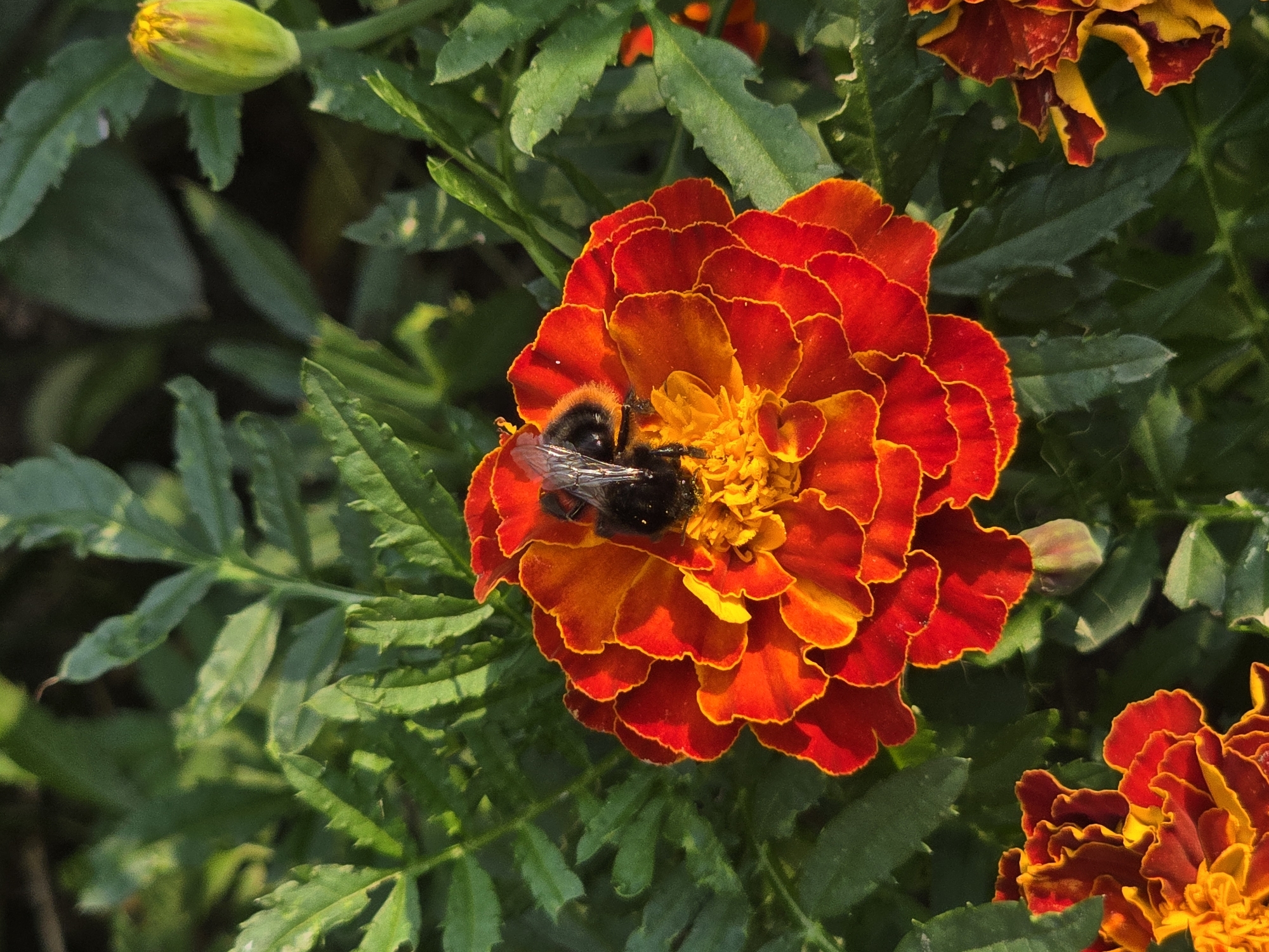 A close-up, vertical shot captures a bumblebee with its abdomen deeply embedded in the center of a vibrant red and orange marigold flower. The bee's body is mostly black with yellow stripes. The marigold's petals are a rich red, transitioning to orange and yellow at the center, with frilled edges. The background consists of out-of-focus green marigold leaves and a partially opened yellow marigold bud on the upper right. The lighting suggests a sunny outdoor environment, likely in a garden. This scene was photographed in Vyshneve, Ukraine.