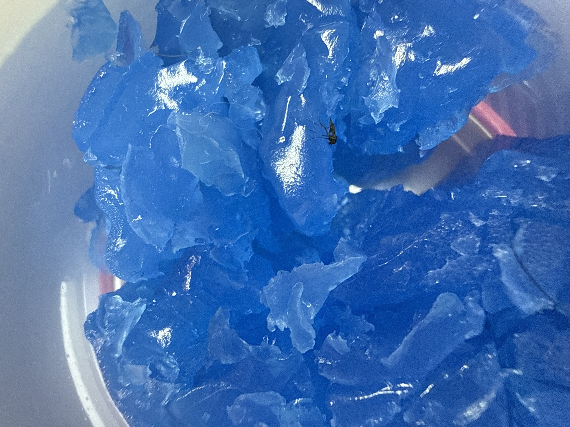 A close-up, high-angle shot shows a pile of bright blue, translucent, irregularly shaped ice shards filling a white container. The ice has sharp edges and a glossy surface, with some pieces appearing thin and brittle. In the center right of the frame, a small insect with visible legs and wings rests on one of the ice shards. The background is blurred and suggests the interior of the container, with a hint of pink and white visible underneath the ice. The scene is indoors, with the lighting highlighting the textures and colors of the ice. There is no indication of the city of Pamplona, Spain.