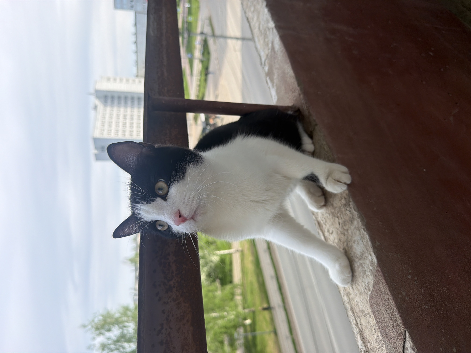 A black and white cat is perched on a weathered, rust-colored ledge of a balcony. The cat's head is tilted inquisitively towards the camera. The background shows an urban scene with trees and buildings, a street with some car traffic. The location is Chaikovsky, Russia.