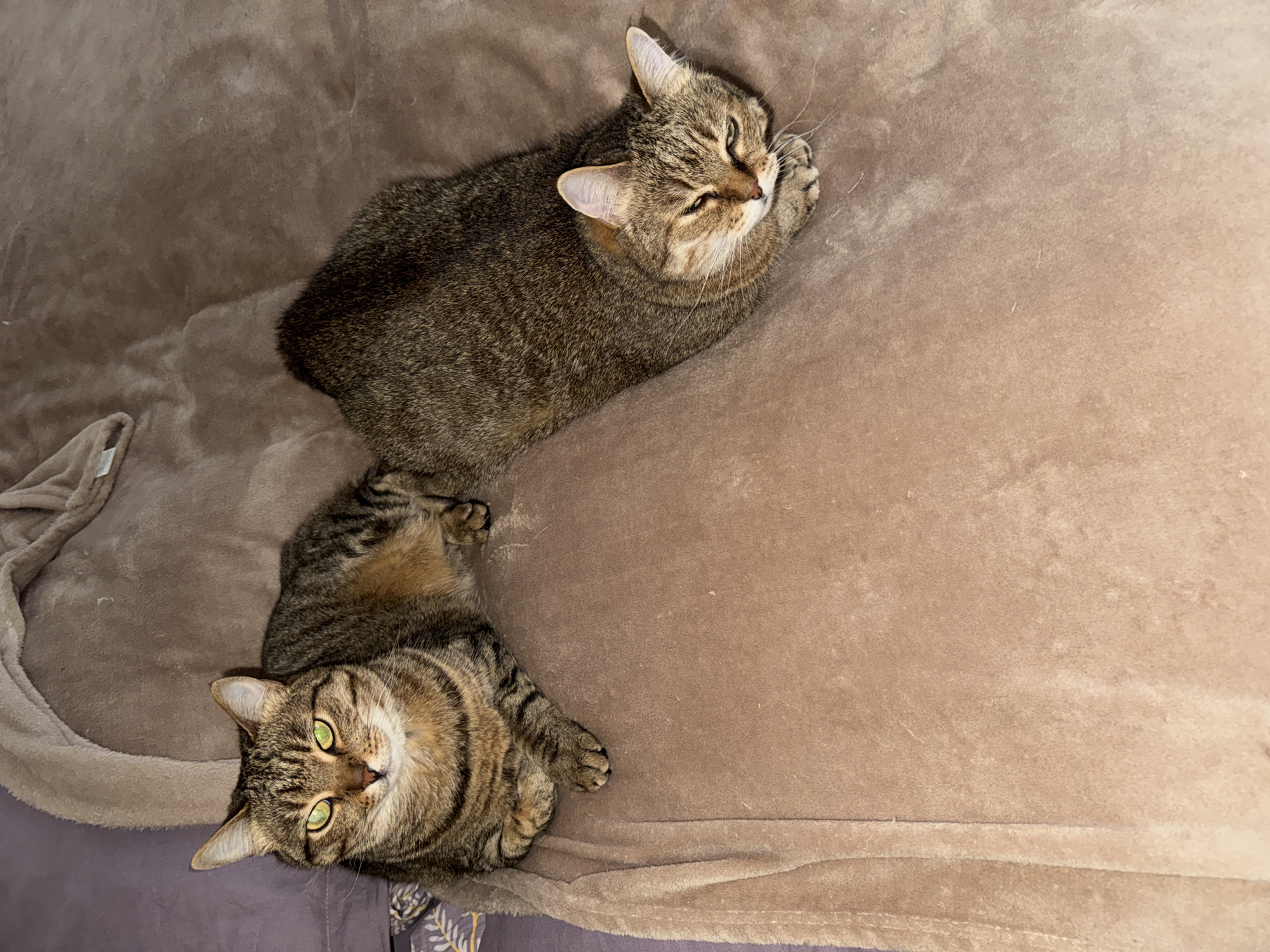 Two tabby cats are resting on a brown plush blanket. One cat is lying with its head near the top right corner of the image, eyes mostly closed and its paws near its face. The second cat is positioned closer to the bottom left corner, looking directly at the camera with its green eyes wide open. The blanket covers what appears to be a bed or couch. The scene appears to be indoors. There is no indication of this being in the city of Chaikovsky, Russia.