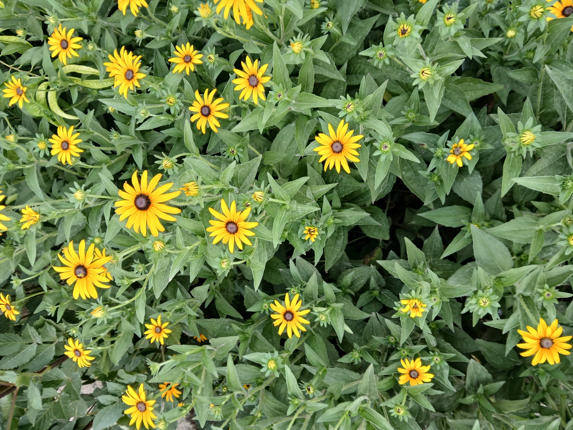 The image shows a dense patch of Black-eyed Susans (Rudbeckia hirta) in full bloom, set against a background of their dark green foliage. The flowers are predominantly yellow with dark brown centers, and their petals are spread outwards, creating a star-like appearance. Many of the flowers are in various stages of development, with some fully open and others in bud. The overall impression is one of vibrant natural beauty. The provided crops offer closer views of individual flowers and clusters, highlighting the detail of their petals and centers. This scene is consistent with a garden or natural setting within the city of Коктал, Kazakhstan, where such flowers commonly grow. There are no people or animals visible in the image. The environment appears to be an outdoor space, likely a garden bed or a wildflower meadow.