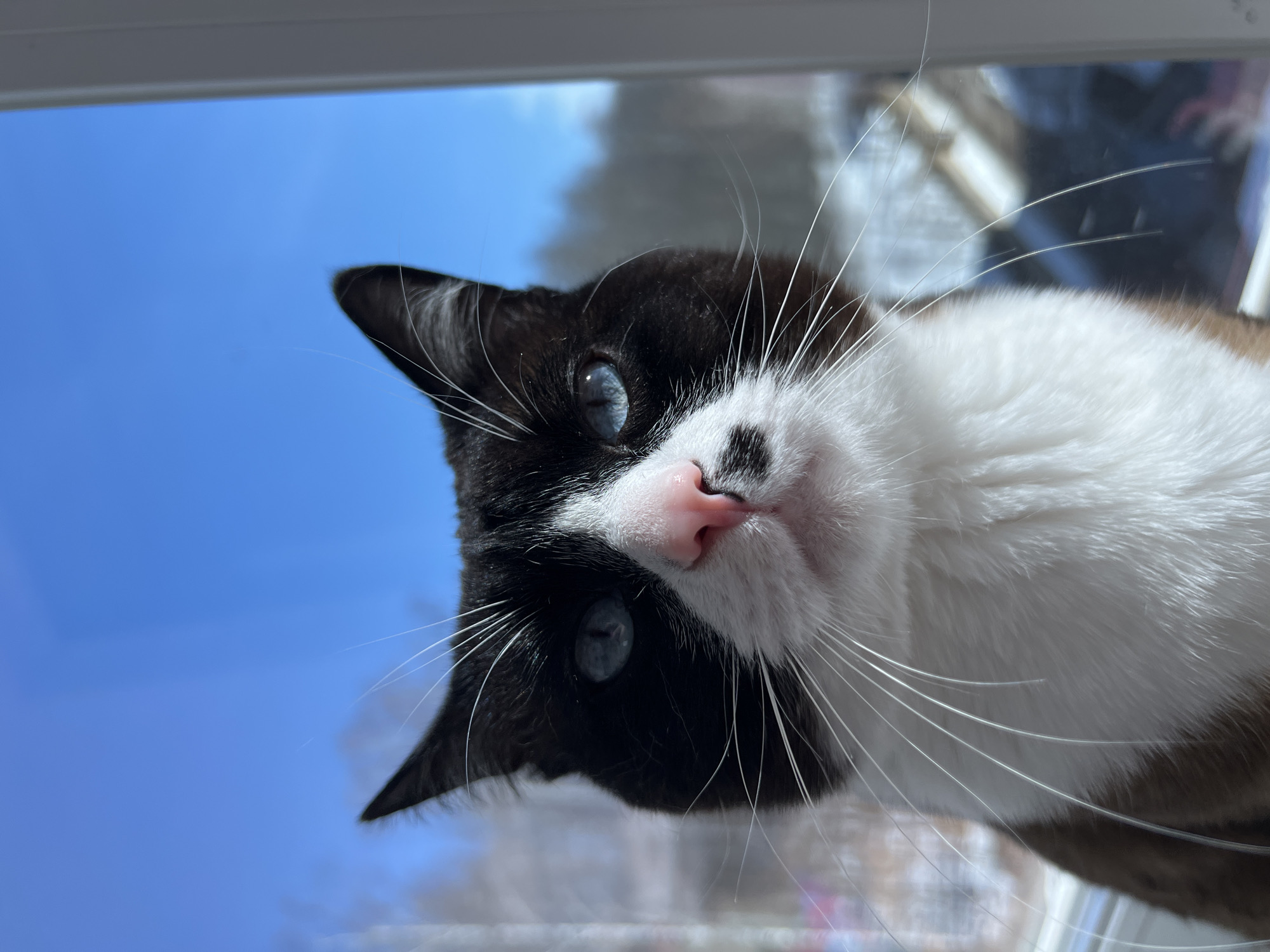 A black and white cat with striking blue eyes, a pink nose, and prominent white whiskers is captured in a close-up, head-on view. The cat's face features a distinct black fur pattern covering the top of its head, ears, and surrounding its eyes, contrasting with a white muzzle, chin, and chest. A small black patch is present on the white fur below its left eye. The cat is positioned indoors, looking outward through a window, with a white window frame visible on the right. The exterior scene, located in Noviy, Russia, displays a clear, vibrant blue sky dominating the upper background. Below, a blurred winter landscape is visible, characterized by bare trees and ground covered in snow, indicating a cold, bright day.