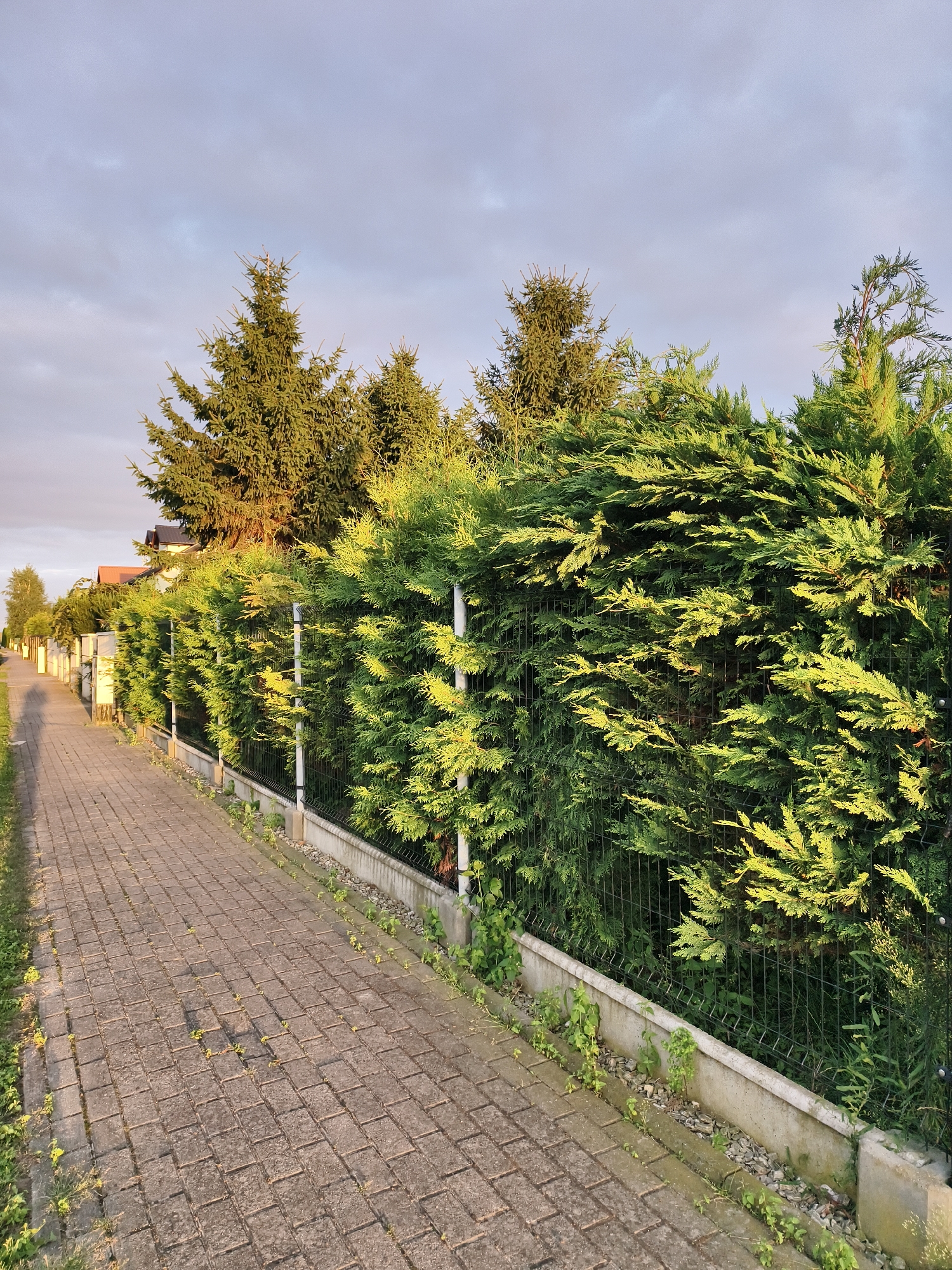 The image depicts a paved walkway alongside a dense green hedge and fence, with trees visible in the background. The walkway is constructed from interlocking grey rectangular pavers, with some weeds growing between them. A low concrete border separates the walkway from the fence and hedge. The fence is a metal mesh structure supported by vertical posts, which are partially obscured by the foliage of the hedge. The hedge is lush and green, with some areas illuminated by sunlight, casting shadows. Behind the hedge, tall coniferous trees with dark green needles are visible. The sky above is overcast with soft grey clouds, suggesting either early morning or late afternoon. In the distance, houses with reddish-brown roofs and some trees are visible. The scene appears to be in a residential area. This image is from the city of Tczew, Poland, specifically on Ulica Generała Józefa Hallera.