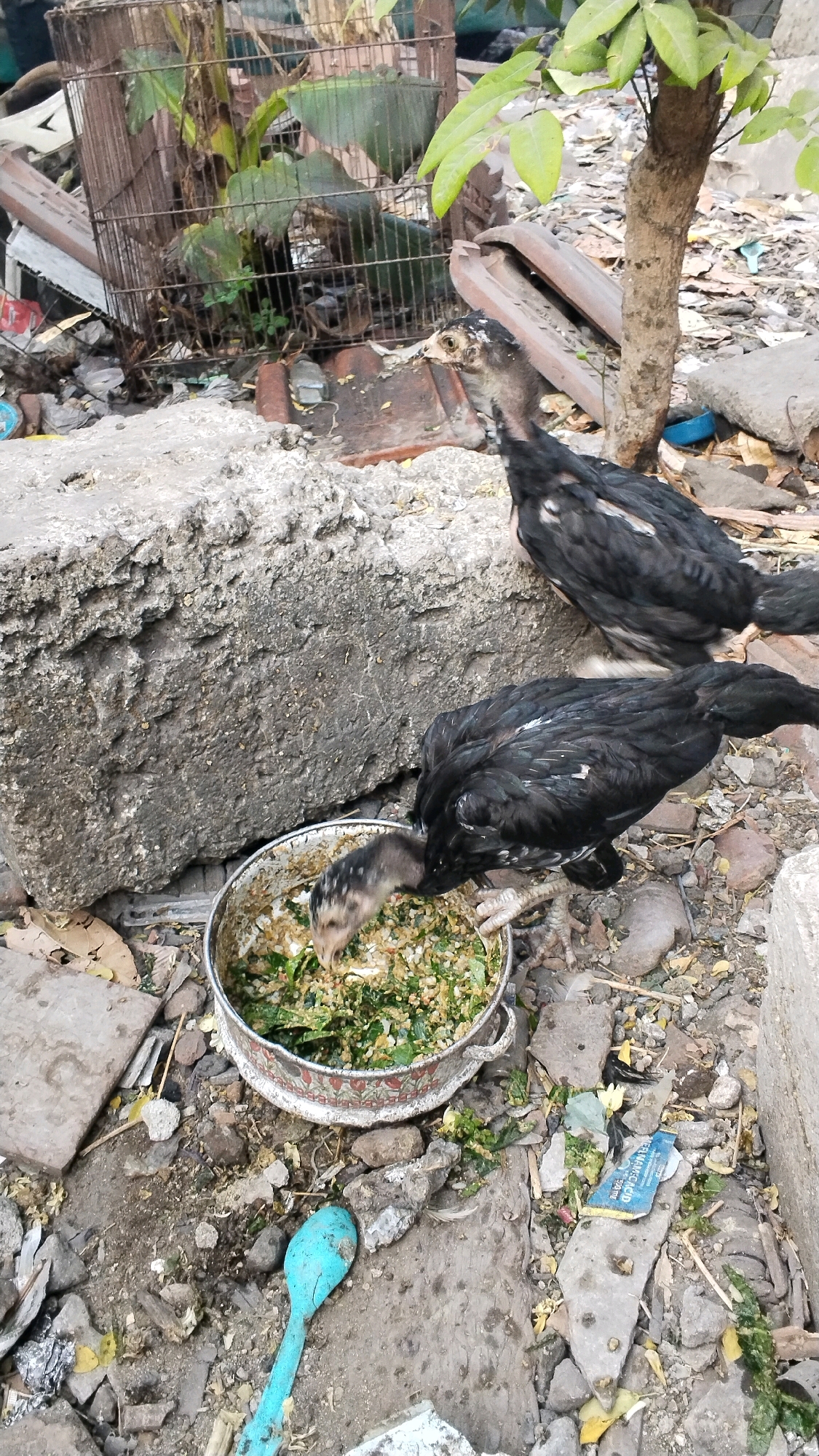 In Penompo, Indonesia, two black chickens are seen foraging for food in a metal bowl filled with chopped greens and grain. The chickens are positioned near a large, rough-textured concrete block. One chicken is actively pecking at the food, while the other stands slightly behind, observing. The environment is cluttered with debris, including broken pieces of concrete, scattered leaves, and what appears to be discarded packaging, suggesting a somewhat neglected or construction-adjacent area. A rusty bird cage with dense foliage inside is visible in the background, as is a small tree with green leaves. A bright blue plastic spoon lies on the ground near the food bowl.
