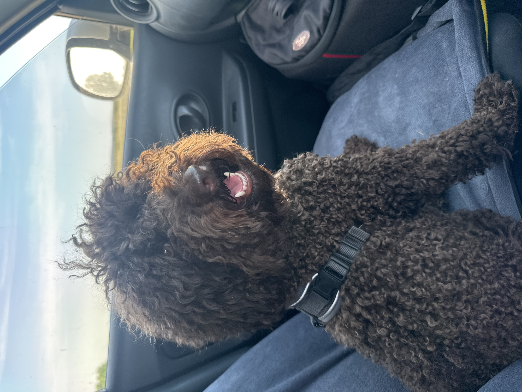 A brown, curly-haired dog is lying down inside a car, with its head tilted back and mouth open. The dog appears to be happy or excited, with its tongue visible and teeth bared. It is wearing a black harness with a silver buckle. The background shows the interior of the car, including a gray seat, a black bag, and a side mirror reflecting the outside. The view through the car window suggests it is daytime, with bright, possibly sunny weather. The scene is set inside a vehicle, possibly in a rural or suburban area, given the glimpse of greenery and open sky. No visible text is present in the image.
