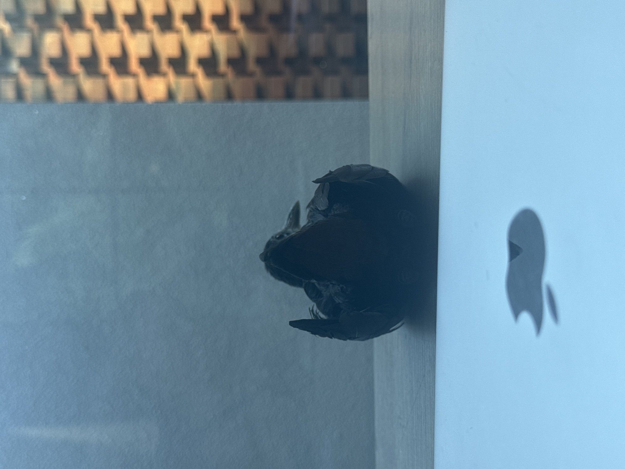 A dead bird is resting on the edge of a white surface adjacent to a light grey wall. The surface appears to be the side of a rectangular object with an Apple logo visible. The background features a wall with a decorative pattern. The location is Unknown, Indonesia.