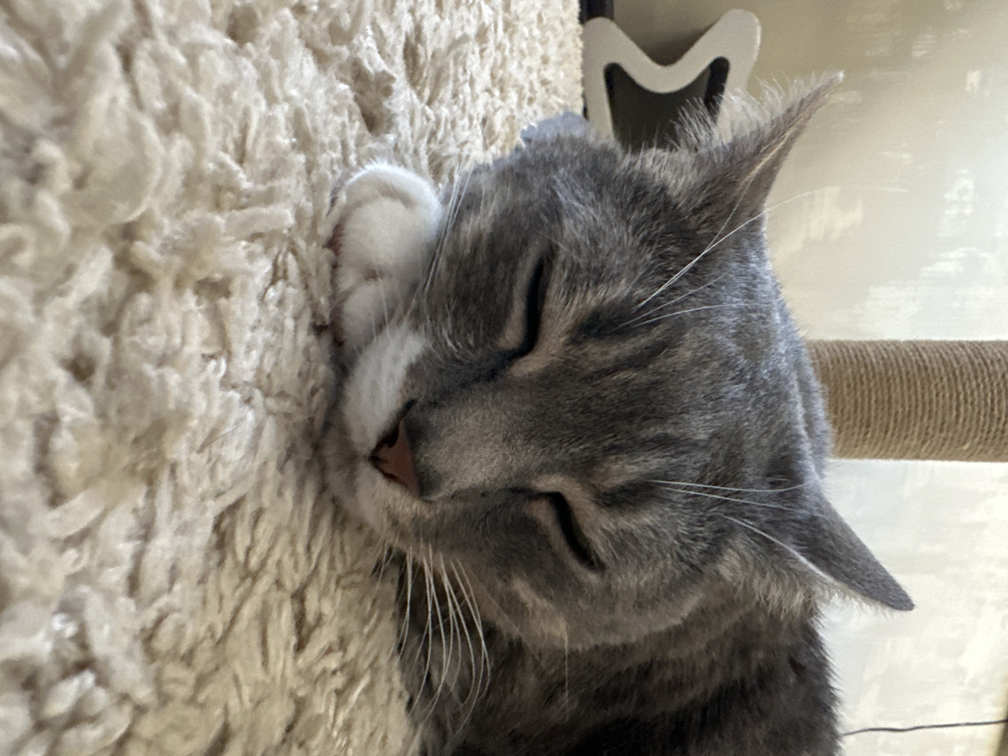 A close-up shot captures a grey tabby cat sleeping on a cream-colored, shaggy rug. The cat's eyes are closed, and its head is resting on its paw, which is tucked under its chin. The cat's fur displays a striped pattern, and its whiskers are prominent. In the background, a portion of a brown sisal scratching post and a white, star-shaped object are visible. The lighting suggests an indoor environment.