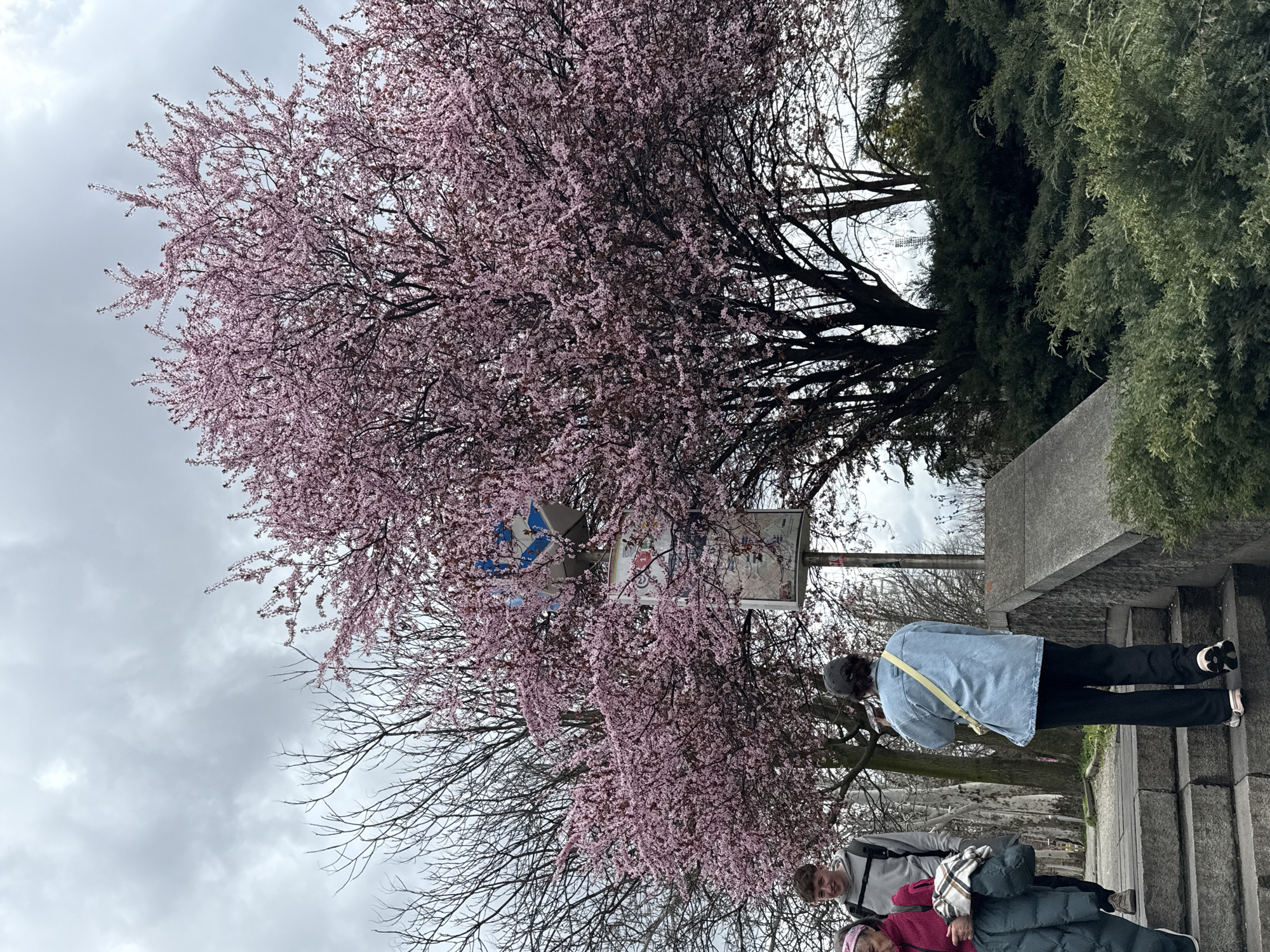 The image shows an urban scene with people near flowering trees. A large tree with pink blossoms dominates the left side of the frame, partially obscuring a signpost with direction and informational signs. The sky is overcast.
On the right, a person wearing a blue jacket and dark pants is standing on a set of stone steps. Below them, on the same set of steps, are two additional individuals. One is wearing a grey jacket and the other a dark pink coat with a head covering. The scene appears to be in a public park or green space.
Given the style of the signpost, and general appearance, it is likely that the image was taken in Sofia, Bulgaria, in a park setting.