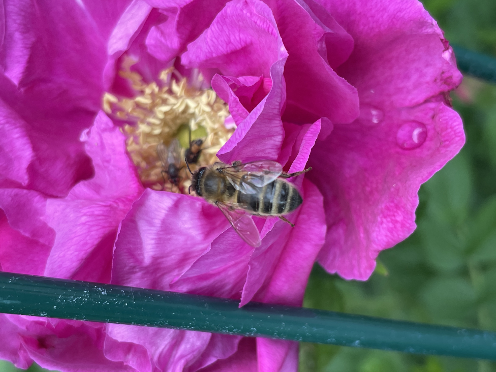 This close-up image features a vibrant pink or magenta flower, likely a rose or peony, with two insects. The large flower dominates the frame, displaying numerous soft, textured petals. In the foreground, a prominent honeybee with a striped black and yellow abdomen and transparent wings is resting on one of the petals, positioned towards the right side of the flower's center. Deeper within the flower's golden yellow stamens, a smaller, darker insect, possibly another bee or a fly, is partially visible.
Small, clear water droplets are scattered across some of the petals, particularly noticeable on the upper right side, suggesting either dew or recent rain. A dark green, horizontally oriented bar, possibly a fence railing or plant support, crosses the lower third of the image, partially obscuring the base of the flower. The background consists of out-of-focus green foliage, indicating an outdoor garden or natural setting. The scene is brightly lit, typical of daytime, emphasizing the rich color of the flower and the intricate details of the bee. The image captures a moment of natural beauty and ecological interaction within a garden in Izhevsk, Russia. No text is visible in the media file.