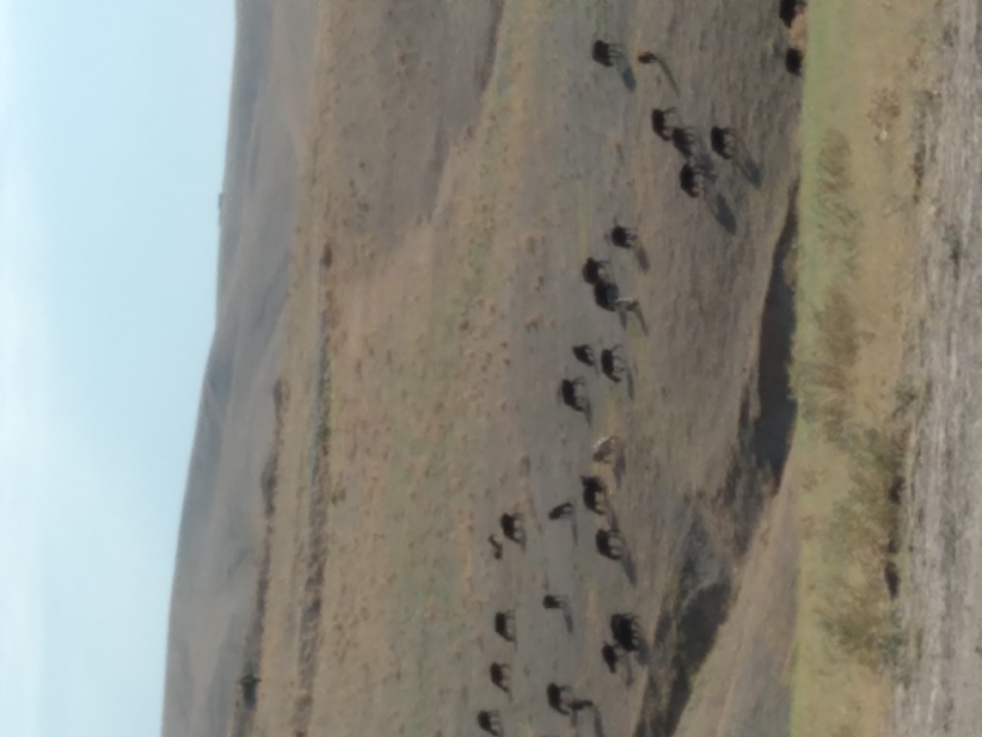 The image depicts a wide, undulating landscape dominated by dry, golden-brown vegetation, indicative of a steppe or semi-arid environment. Several dark-colored animals, appearing to be livestock such as cows or sheep, are scattered across the rolling hills. These animals are primarily grazing or standing, with some casting shadows on the dry ground. The terrain is characterized by gentle slopes and sparse vegetation. In the far background, the horizon is blurred, suggesting a hazy or distant view. The sky is a pale, washed-out blue, typical of a bright, possibly warm day. The image appears to be taken from a slightly elevated position, looking down onto the grazing animals and the landscape. There are no buildings or human structures clearly visible in the immediate vicinity, although a small, indistinct structure might be present on a distant hilltop. The overall impression is one of rural, open land with animals being grazed. Based on the context provided, this scene is located in the city of Aktepa, Uzbekistan.