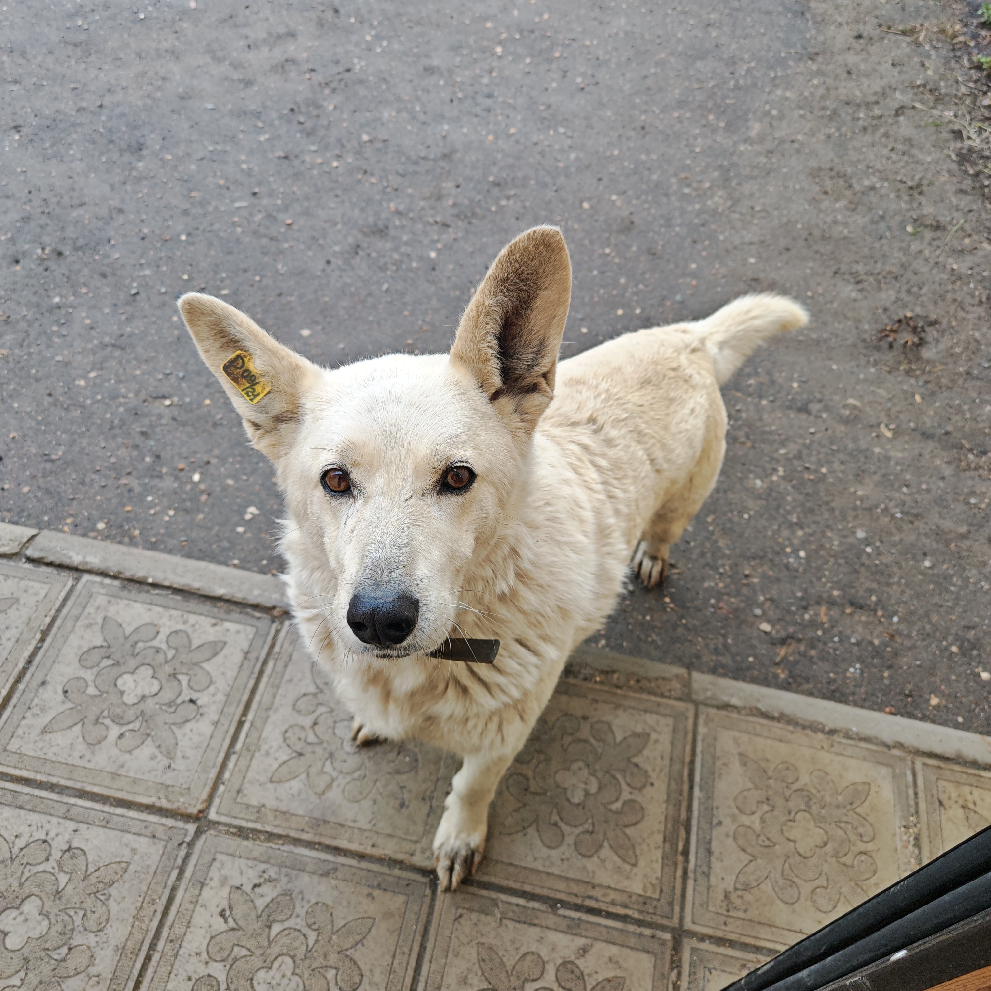 A medium-sized, light-colored dog with erect ears stands on a tiled surface patterned with floral designs. The dog has a dark collar and a yellow tag in its left ear. Above the tiled surface is a gray asphalt area, possibly a road or sidewalk. The scene is potentially located in Семибратово, Russia, based on additional context.