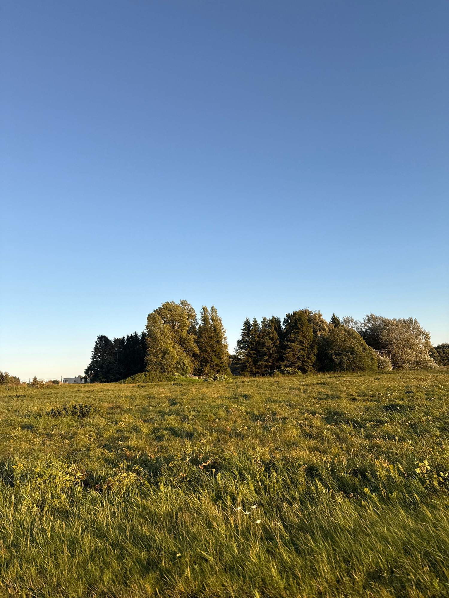 A wide, low-angle, eye-level, outdoor, daytime, vertical shot captures a lush, green, grassy field in the foreground. The grass is tall and somewhat overgrown, with some patches of yellowing and hints of small white flowers scattered throughout. In the middle ground, a dense line of trees forms a natural border, with various species of deciduous and coniferous trees creating a varied texture of greens and browns. Some of the trees are significantly taller than others, and a few appear to be in the process of changing color. Behind the trees, to the left, a modern white building with a dark roof is visible, possibly a house or a small commercial structure, set against a backdrop of more distant, lighter-colored trees. The background is dominated by a vast, clear, light blue sky, devoid of clouds, indicating fair weather. The lighting suggests it is either early morning or late afternoon, with the sun casting long shadows and highlighting the texture of the grass and foliage. The overall impression is one of a tranquil, rural landscape.