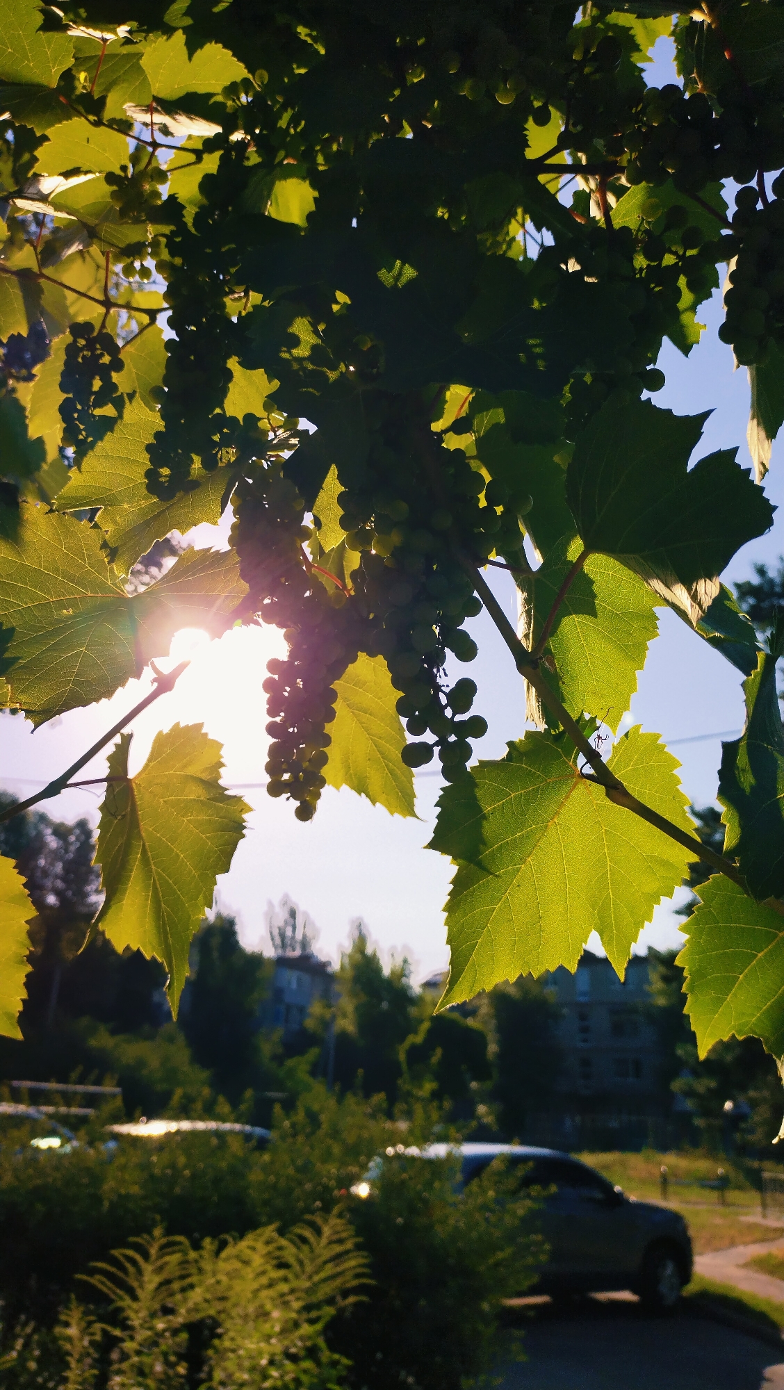 In Horishni Plavni, Ukraine, an upward angle shot captures a cluster of unripe green grapes hanging from a vine, partially obscured by large, luminous green leaves. The sun, visible through the foliage, casts a lens flare. In the background, out of focus, are trees, buildings, and parked cars, suggesting a residential or semi-urban setting. The overall lighting indicates it is daytime, likely late afternoon given the warm, angled sunlight.