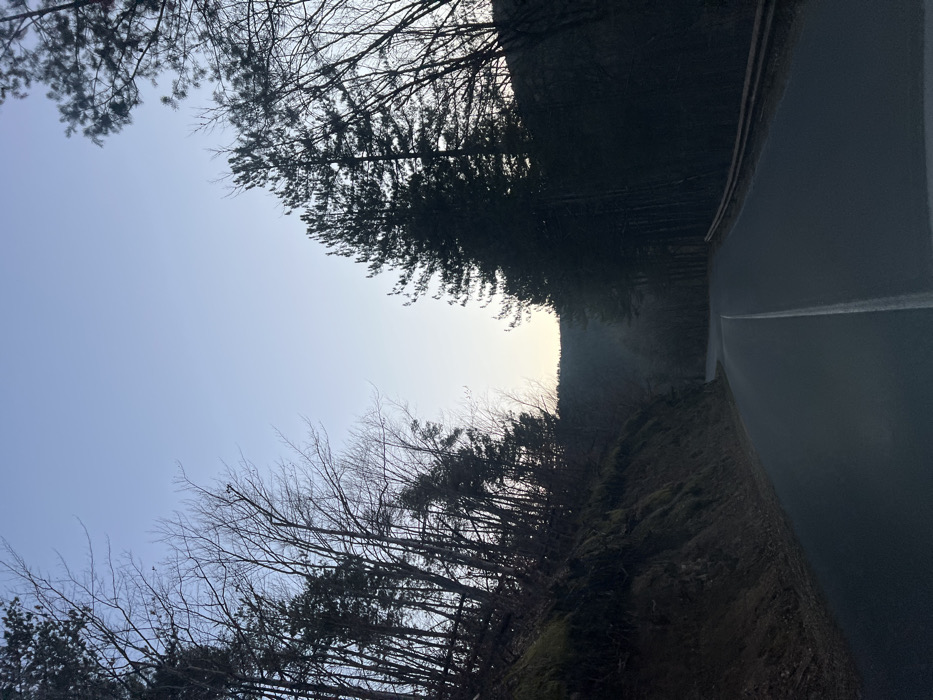The image displays a two-lane asphalt road traversing a forested, mountainous region near Stoianovo, Bulgaria. The road curves slightly to the right in the mid-ground and is marked by a single continuous white line down its center. No vehicles or individuals are present. To the left of the road, a steep embankment rises, covered with dark, mossy vegetation and numerous bare deciduous trees interspersed with evergreen conifers. To the right, a dense stand of tall, dark evergreen trees, primarily pines, lines the roadside, partially obscured by deep shadows. A metal guardrail runs along the right edge of the road, visible for a short distance. The sky above is a clear, pale blue, transitioning to a lighter hue near the horizon, indicative of low light conditions consistent with dawn or dusk. Distant hills or mountains form a dark silhouette against the horizon.