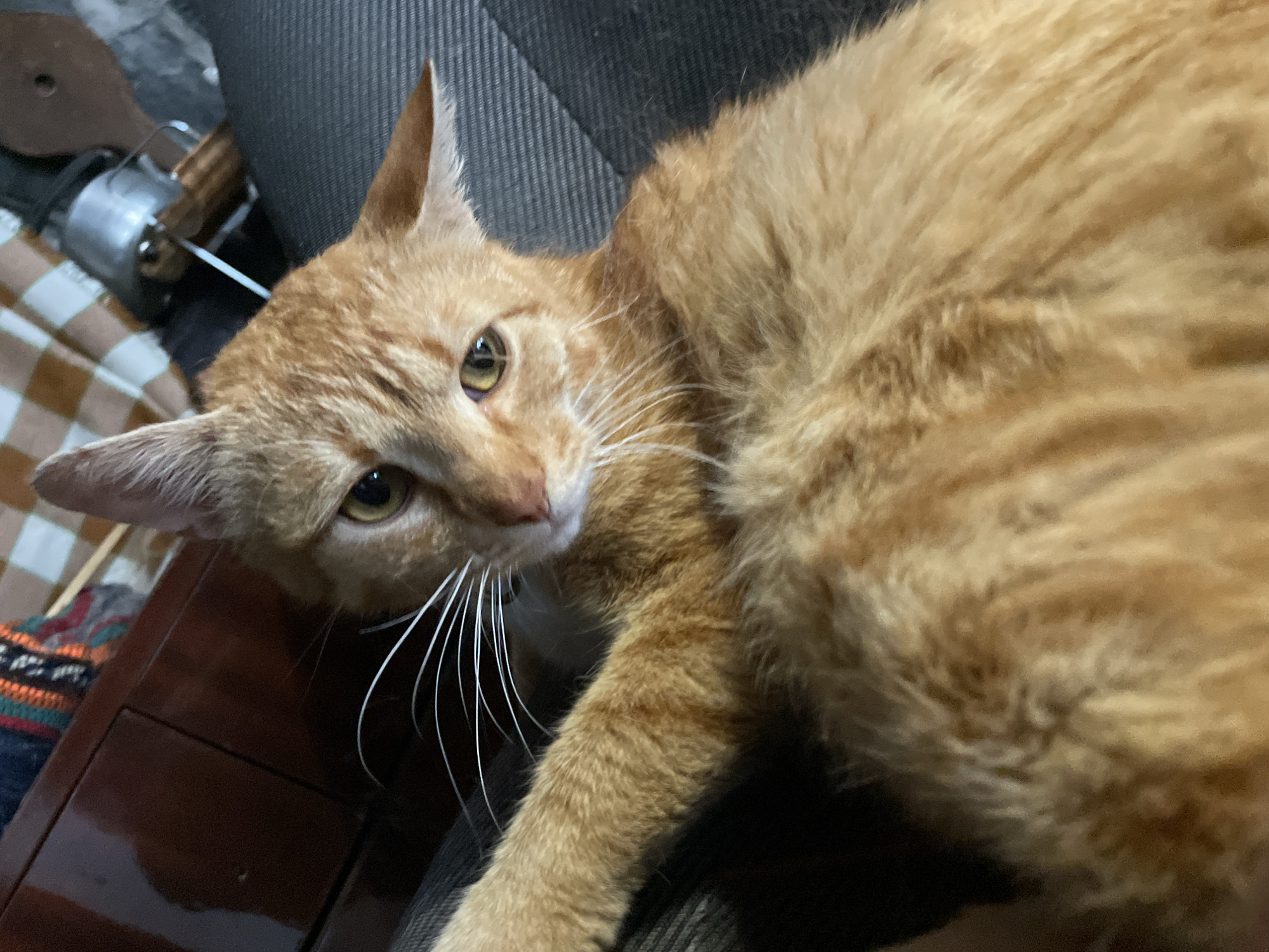 A close-up, high-angle shot captures an orange tabby cat resting indoors in Zlatograd, Bulgaria. The cat, with soft, ginger fur and distinct darker tabby markings, lies on its side, looking directly towards the viewer with alert, yellow-green eyes. Its long, white whiskers fan out prominently from its muzzle, and its triangular ears are perked.
The setting appears to be a cozy indoor environment. The cat is partially supported by a dark grey, ribbed upholstered surface, likely a sofa or chair. Its head rests near a dark brown wooden surface, possibly part of a table or other furniture. To the left of the cat's head, a light brown and white checkered fabric is visible, draped over an item. Beneath this, a striped knitted material with orange, green, and blue patterns can be seen. A metallic object with a handle and a white cord or wire is partially visible on the checkered fabric in the upper-left background, suggesting a functional item like a fishing reel or a similar mechanical device.
The cat's posture indicates a moment of rest combined with curiosity or attentiveness towards the camera. The lighting is soft and even, typical of an indoor scene, likely during the day or evening. The overall impression is one of a calm, domestic pet in its comfortable home. There is no visible text in the image.
