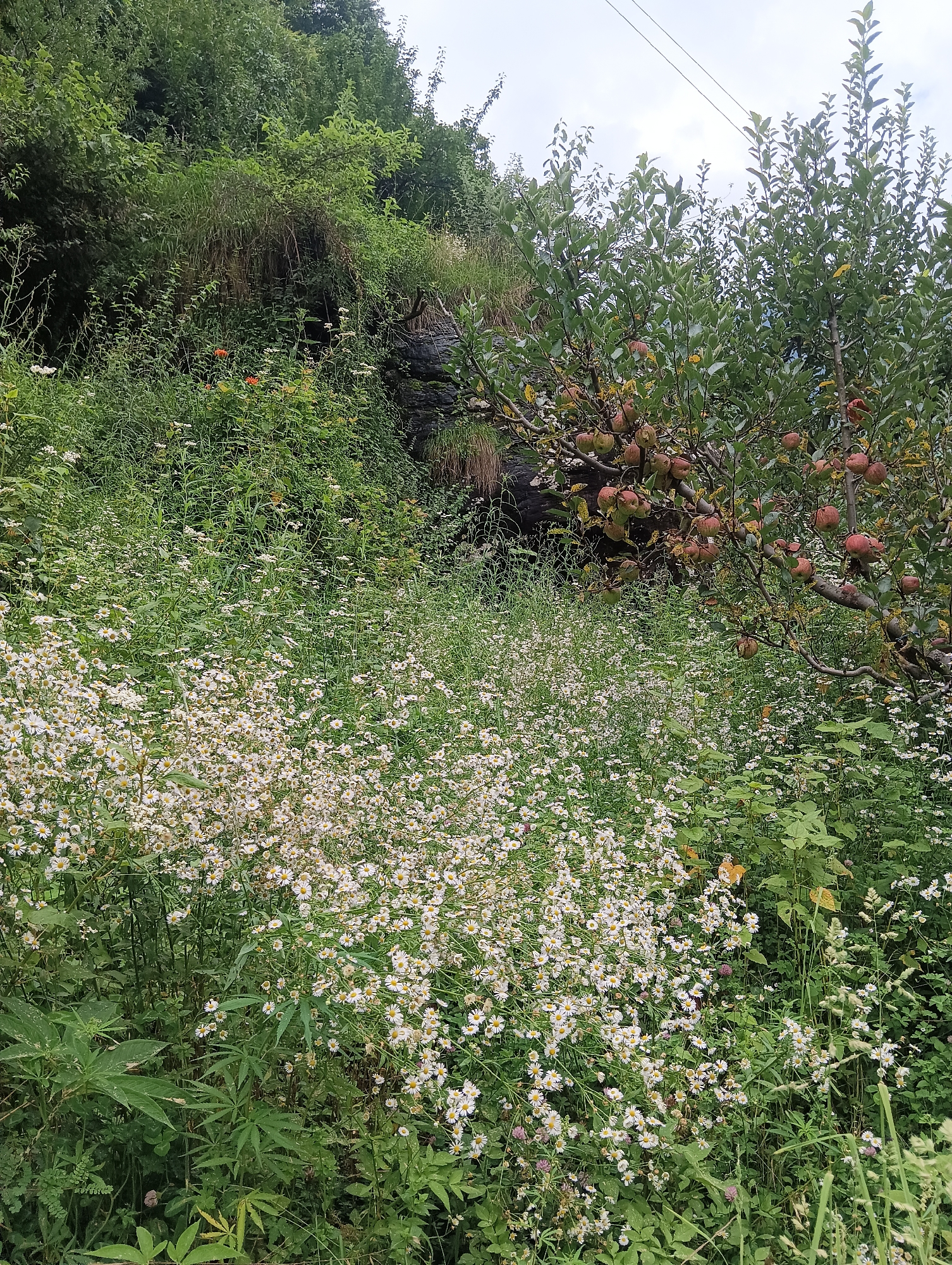 The image depicts a dense, verdant hillside in Manali, India. The foreground is dominated by a thick carpet of small white wildflowers, interspersed with taller green foliage and some broad-leafed plants. To the right, an apple tree laden with ripe, reddish-pink apples is visible, its branches reaching towards the sky. The background consists of a steep, tree-covered slope, with a dark rock formation partially visible. A couple of thin wires stretch across the overcast sky, suggesting the presence of power lines. The overall scene is one of a natural, slightly wild landscape, likely a rural or semi-rural area on the outskirts of Manali.