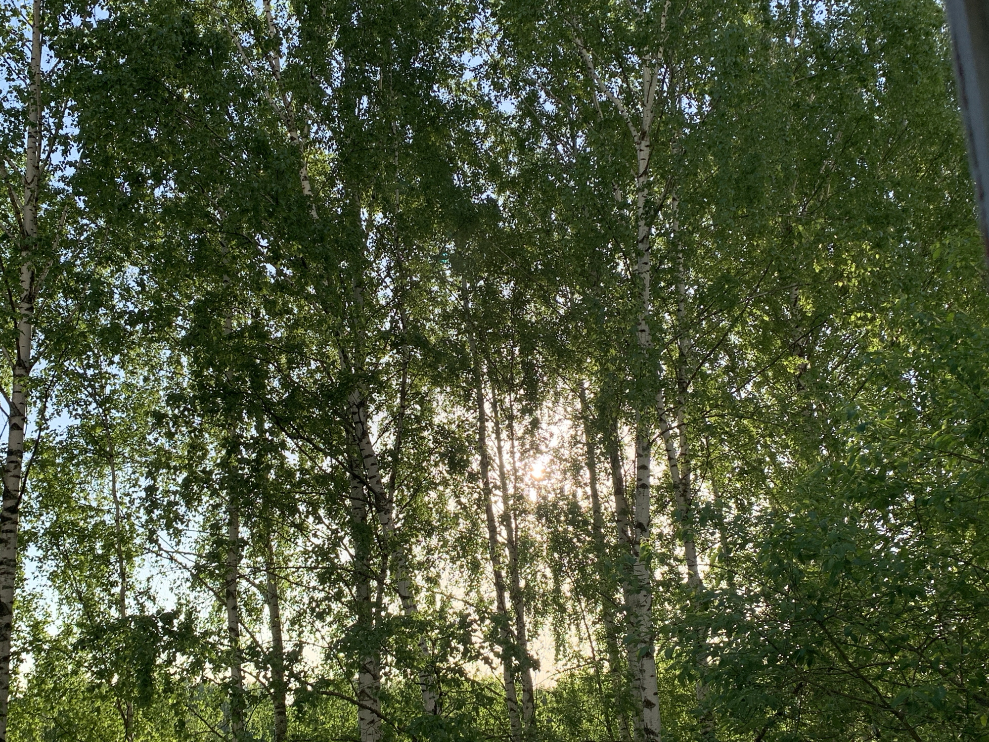 The image shows a row of birch trees with green leaves, seen from a low angle. The sun is shining through the trees, creating a bright light between the trunks. The trunks are white with black markings, characteristic of birch trees. The leaves are dense, obscuring the sky in many places. The photo appears to be taken in a park or forested area, possibly in Chaikovsky, Russia.
