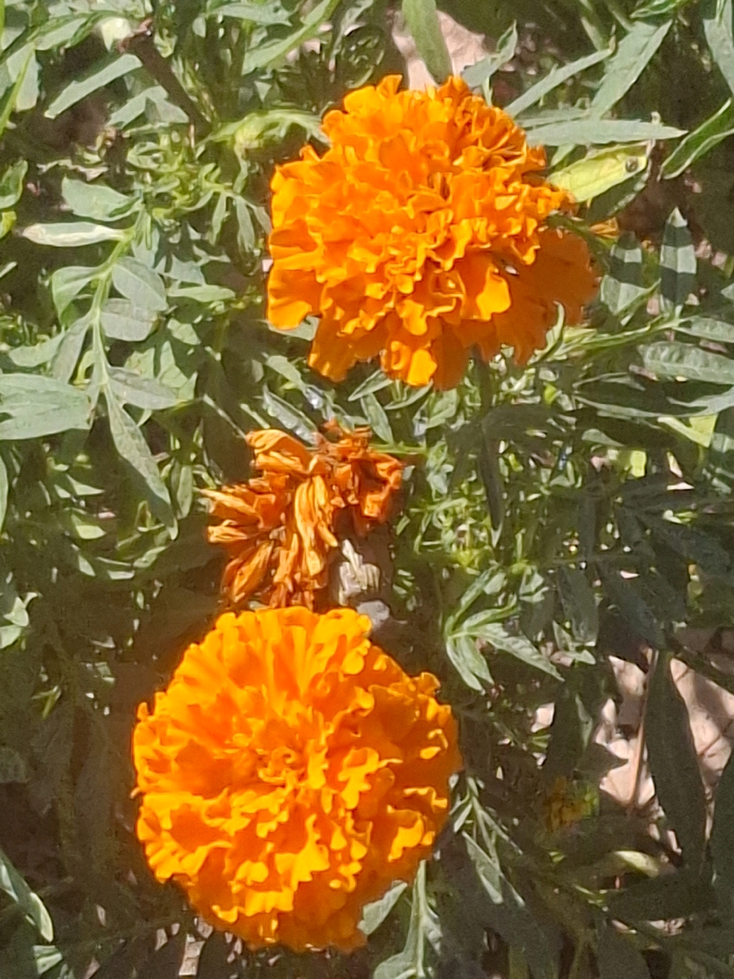 The image displays a close-up view of orange marigolds in a garden setting, with lush green foliage. The flowers are vibrant, with one in the lower section of the frame being fully bloomed and another in the upper section also fully bloomed. In the middle, there is a wilting marigold, appearing dry and less vibrant than the others. The background consists of green leaves and hints of brown soil or mulch. The lighting suggests it is daytime, with sunlight casting shadows. There is no discernible location in Almaty, Kazakhstan, specified or implied by the visual content of the image. The scene is static, with no people or animals visible.