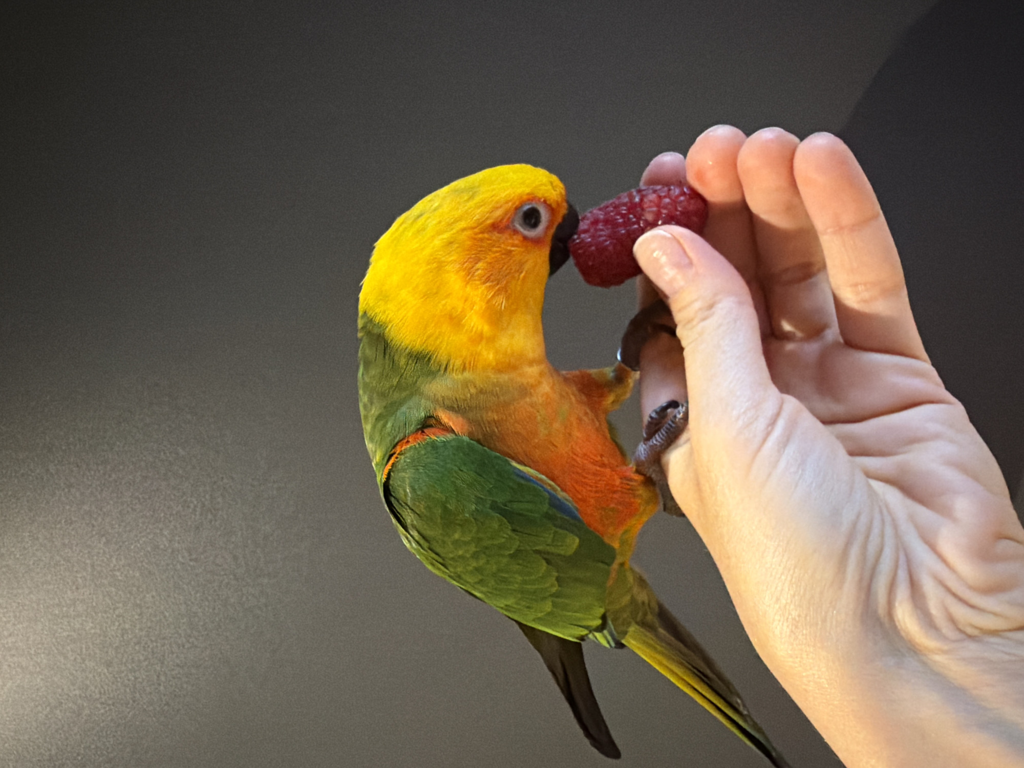 A Sun Conure parrot, with vibrant yellow, green, and orange plumage, is perched on a human hand, eating a raspberry. The parrot's beak is in contact with the fruit. The hand, held horizontally, shows visible skin texture and manicured fingernails. The background is a dark, textured surface, possibly a wall or backdrop. The lighting is soft, highlighting the parrot's colors and the details of the hand. There is no indication of the location being in the city of Khimki, Russia.