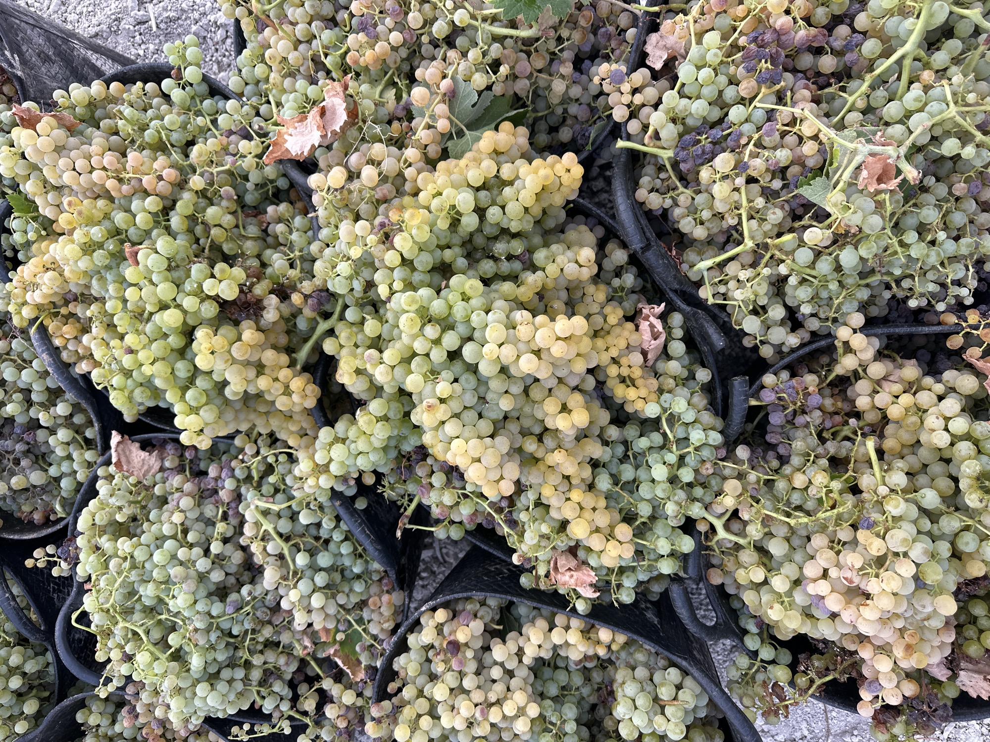 The image shows a close-up, overhead view of harvested grapes in black plastic bins. The grapes are a mix of green, yellow, and light purple, with some dried leaves interspersed among them. The bins are filled to overflowing with the grapes, suggesting a recent harvest. The background appears to be a coarse, gravelly surface. There are no people or other objects visible in the frame. The overall impression is one of abundance and the recent gathering of a crop.