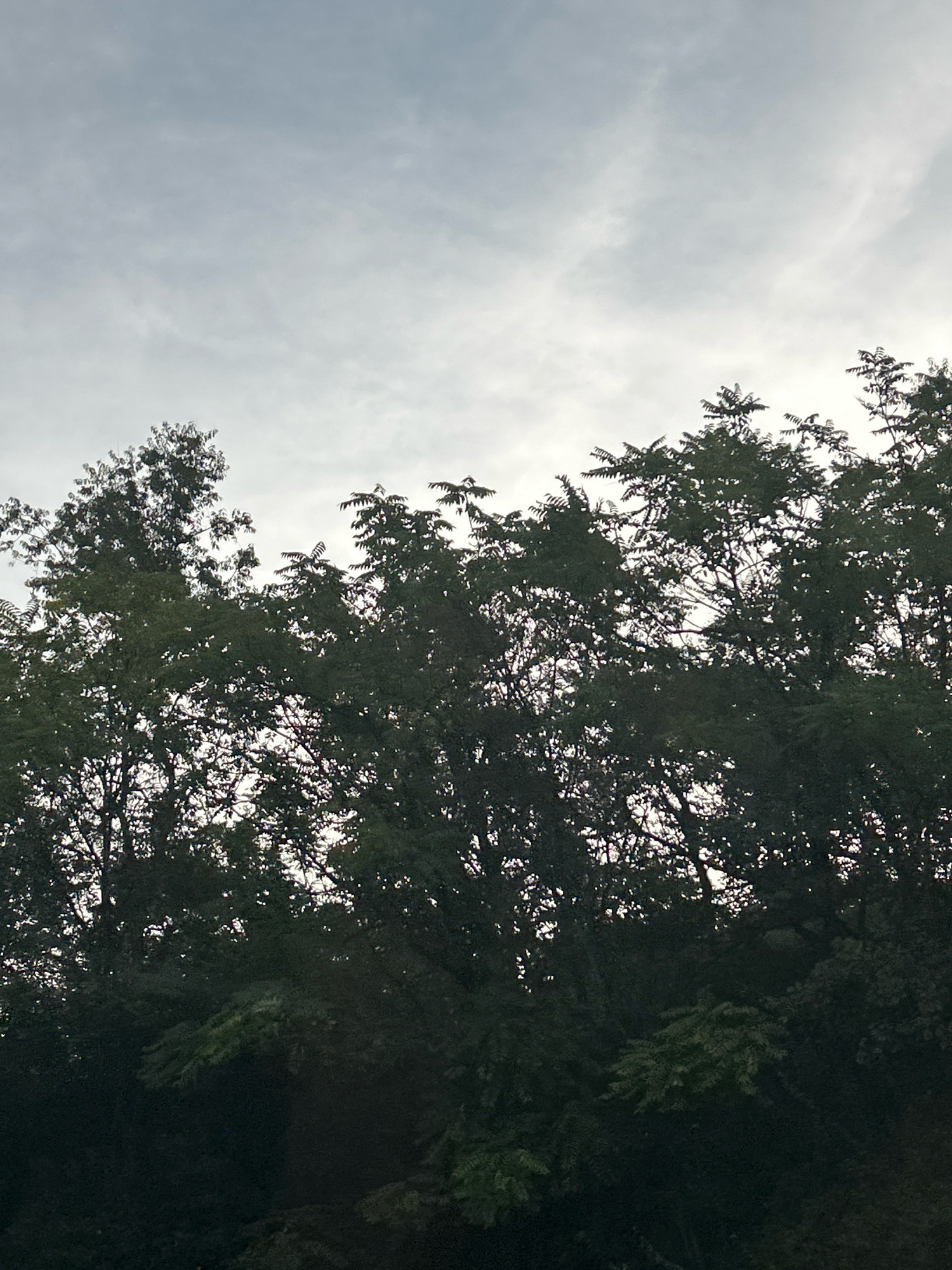 The image depicts a view of the sky through the dark green foliage of trees, likely in Robinson Township, United States of America. The sky is overcast with a light gray, cloudy texture. The trees are densely packed, with their branches and leaves creating a layered silhouette against the sky. Some gaps in the foliage allow glimpses of the brighter sky behind. The lower portion of the image is dominated by the dark shadows of the trees, suggesting a dense canopy. No people or specific man-made objects are visible. The overall impression is a natural outdoor scene, possibly a park or a densely wooded area.