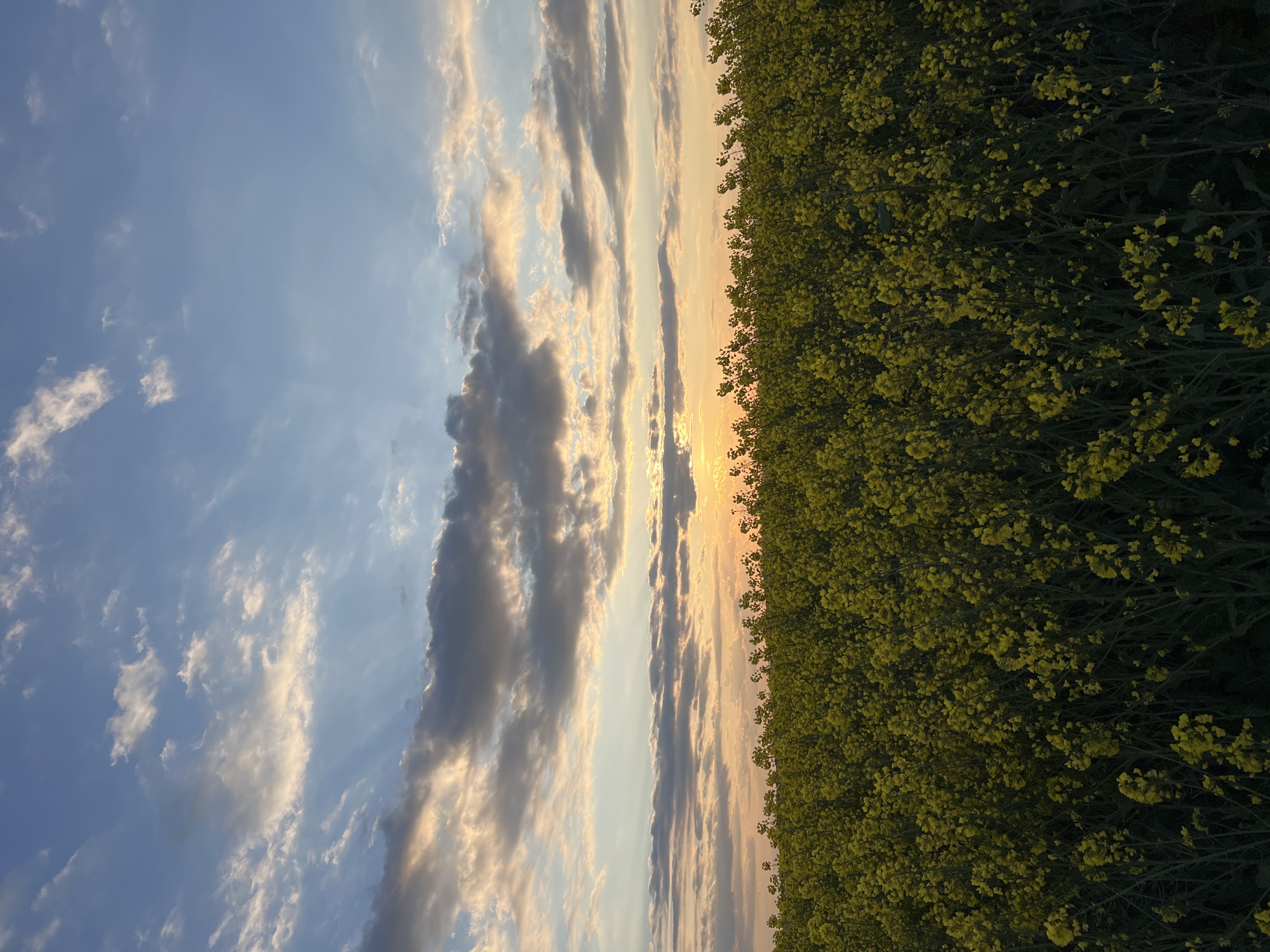 The image shows a field of yellow flowers against a sky with clouds, at what appears to be sunset or sunrise. The scene includes a vibrant field of what looks like rapeseed flowers on the right side of the image and the rest of the image is filled with the sky with clouds and some sunlight. There are no people visible in the image. The location in the city of Burgas, Bulgaria is not directly deducible from the scene. There are no signs indicating this information.