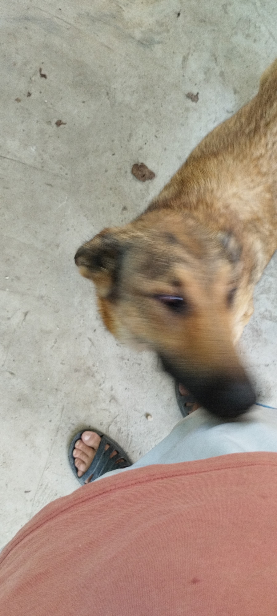 A person wearing a coral-colored shirt and dark grey sandals stands on a concrete surface. A light-colored dog with brown fur is blurred in motion in the upper right portion of the image, its head down as if interacting with the person's leg. The environment appears to be an outdoor area with small debris scattered on the concrete. There is no discernible indication of the location being Yaroslavskaya, Russia.