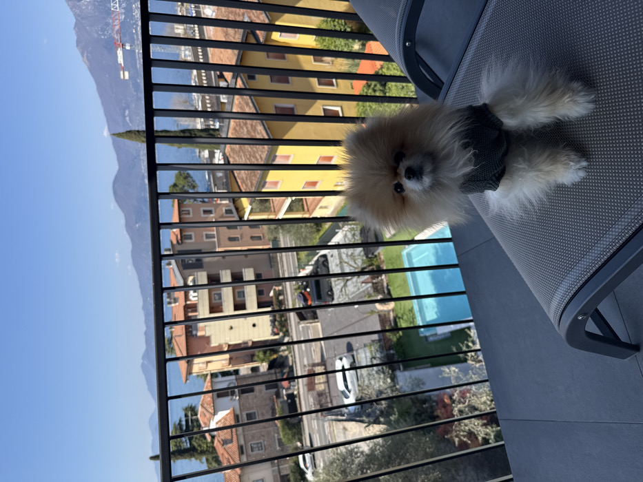 A light-colored, fluffy Pomeranian dog, wearing a dark grey knitted sweater, sits upright on a grey mesh lounge chair on an outdoor balcony in Albisano, Italy. The balcony features a dark grey tiled floor and a black metal railing with vertical bars, partially framing the view. Beyond the railing, a tiered cityscape descends, revealing buildings with terracotta, orange, and yellow roofs, a road with a white car and a dark minivan/SUV, and a bright blue rectangular swimming pool in a lower property. In the background, a vast blue lake is visible, bordered by distant mountains under a clear blue sky. A tall, slender cypress-like tree stands prominently in the midground, and a red and white construction crane is faintly discernible on the distant right. The scene is illuminated by bright daylight, casting clear shadows.