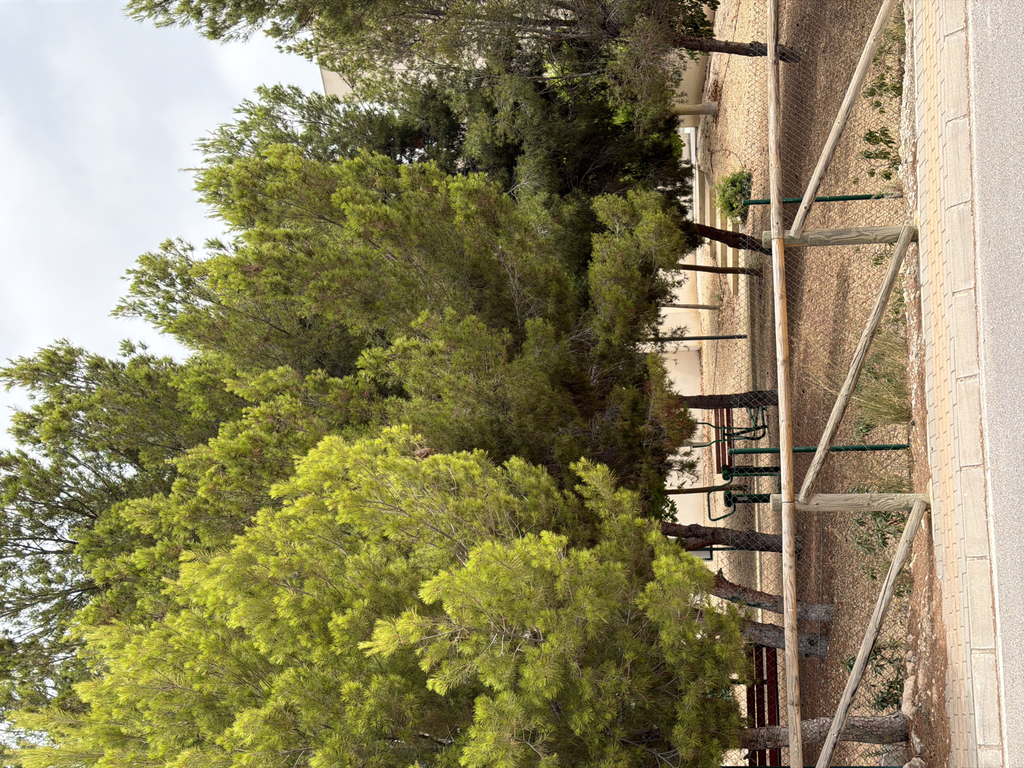 The image captures an outdoor scene in Finestrat, Spain, featuring a park-like area with mature pine trees. In the foreground, a wooden fence with wire mesh backing encloses a section of the park. Beyond the fence, several pine trees of varying heights and foliage density are visible, with some exhibiting a bright green hue, possibly due to sunlight or species. The ground beneath the trees is covered in pine needles and scattered leaves. In the middle ground, within the fenced area, a park bench and some outdoor exercise equipment, including a green metal structure with a seat, are present. A building, possibly residential, with light-colored walls and windows, is partially visible in the background, situated behind the trees. The sky is overcast with a greyish-white hue. The overall impression is of a tranquil, somewhat unkempt park area.
