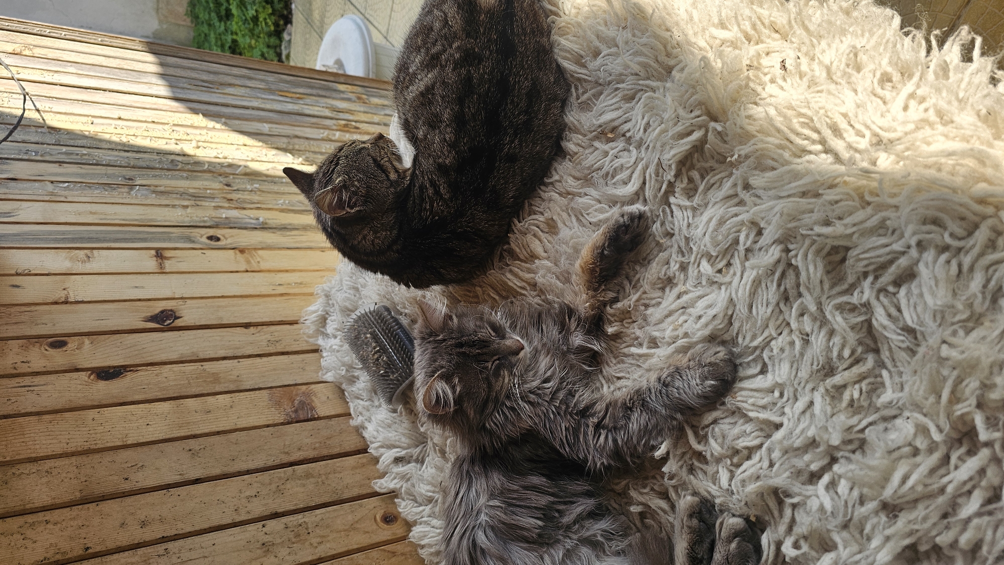 A high-angle shot depicts two cats resting on a white, shaggy rug placed on a wooden deck. One cat, a dark tabby, is curled into a loaf shape. The other, a long-haired gray tabby, is sprawled out with its paws extended. A cat brush lies next to the gray tabby. The location appears to be an outdoor area, possibly a terrace or patio, in Rogachevo, Bulgaria. Natural light illuminates the scene.