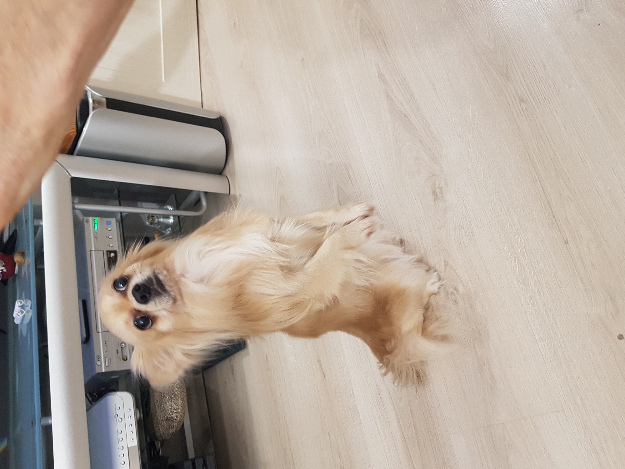 A long-haired, tan-colored dog lies on its back on a light-colored wooden floor. The dog is positioned near a glass-topped table on which an electronic device sits. A partial view of a person's arm is visible at the top-left corner of the frame. The location appears to be indoors, potentially a home. It is not possible to determine if this image was taken in Saint Petersburg, Russia based on the visual evidence provided.