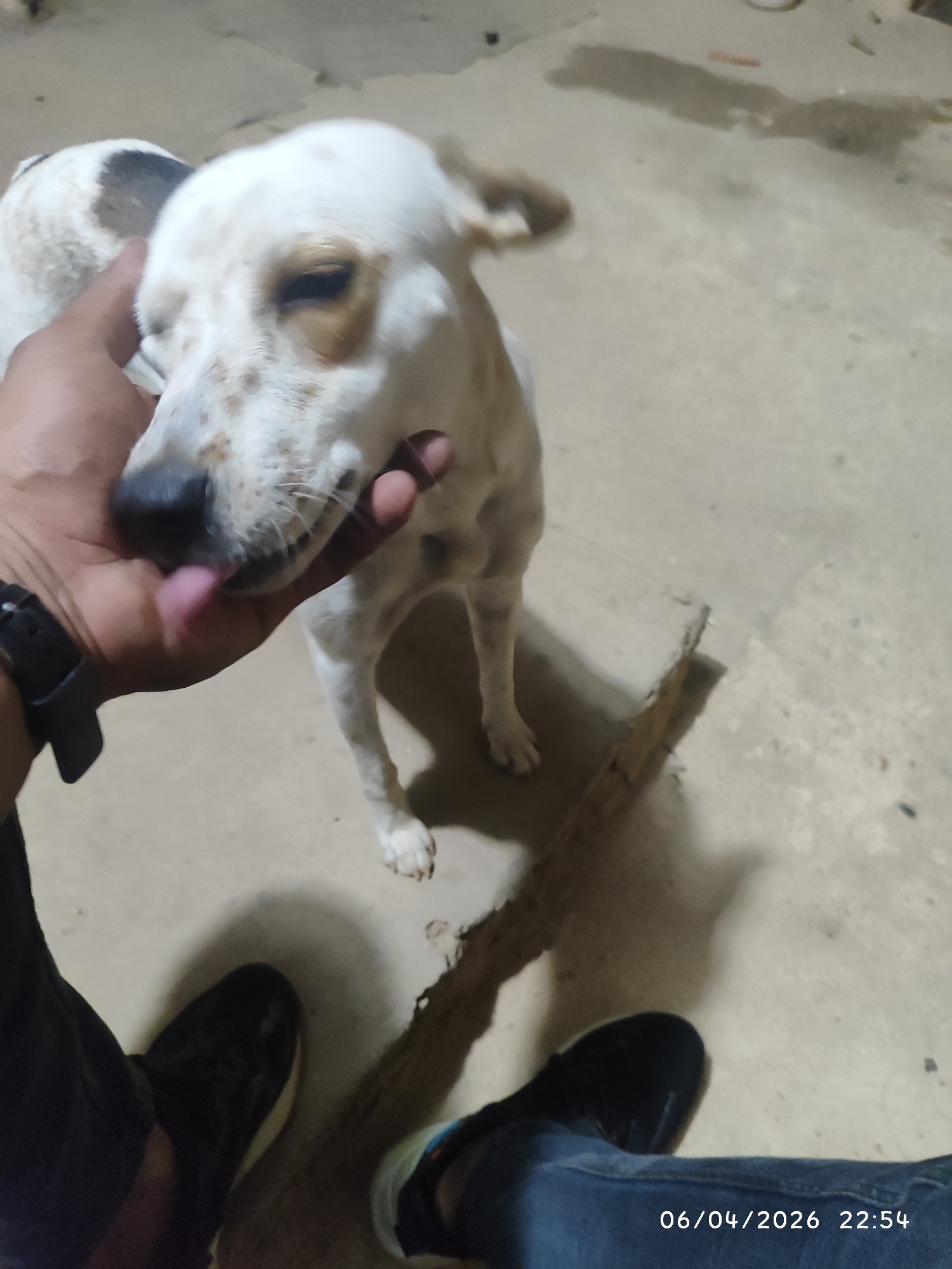 A person is petting a medium-sized, predominantly white dog with brown and black spots. The person is wearing a black watch on their left wrist. The dog is standing on a concrete surface, and a wooden beam or plank is visible on the ground. The person is wearing black shoes and jeans. The photo includes a timestamp indicating "06/04/2026 22:54". The photo was taken in Tinaquillo, Venezuela.