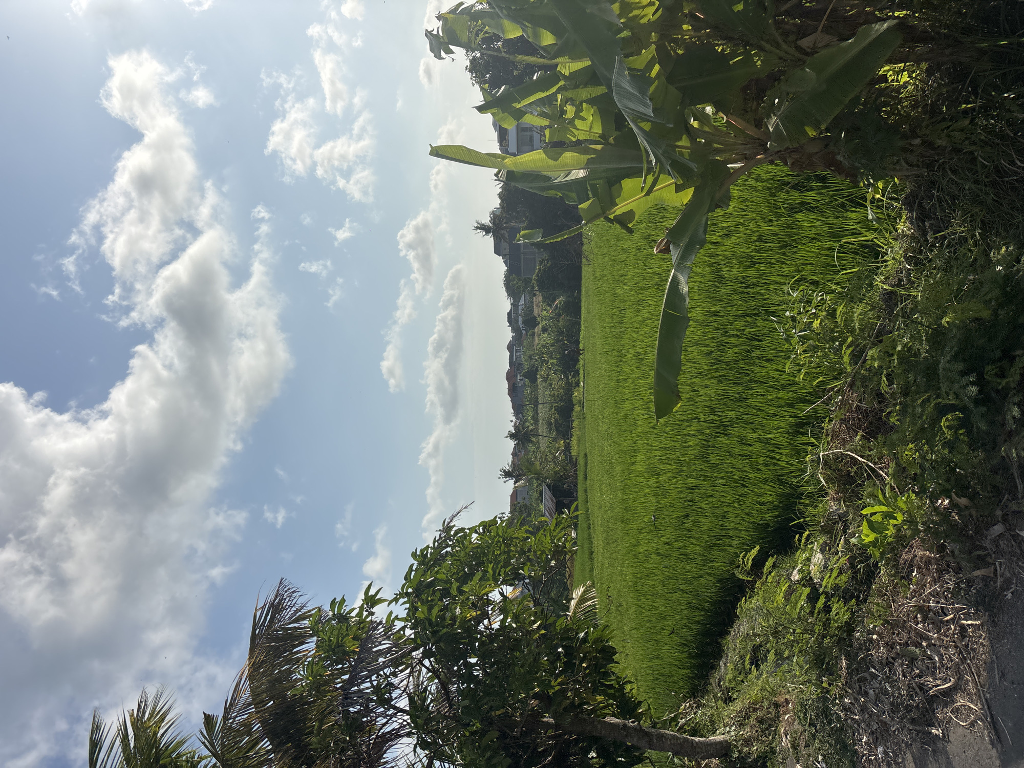 This image depicts a vibrant green rice paddy field in the city of Mengwi, Indonesia, bathed in bright sunlight under a sky dotted with fluffy white clouds. A solitary small, dark-colored hut with a thatched roof is visible in the middle ground of the rice field, suggesting agricultural activity. Lush vegetation, including trees with dense green foliage and banana plants with large leaves, frames the scene on the left and right sides. In the background, a cluster of houses with light-colored walls and tiled roofs indicates a settlement beyond the agricultural landscape. The ground in the foreground is uneven and covered with dry leaves, grass, and some smaller plants, leading to a darker, possibly paved area on the far left. The overall impression is one of a serene rural environment with agricultural cultivation and residential elements.
