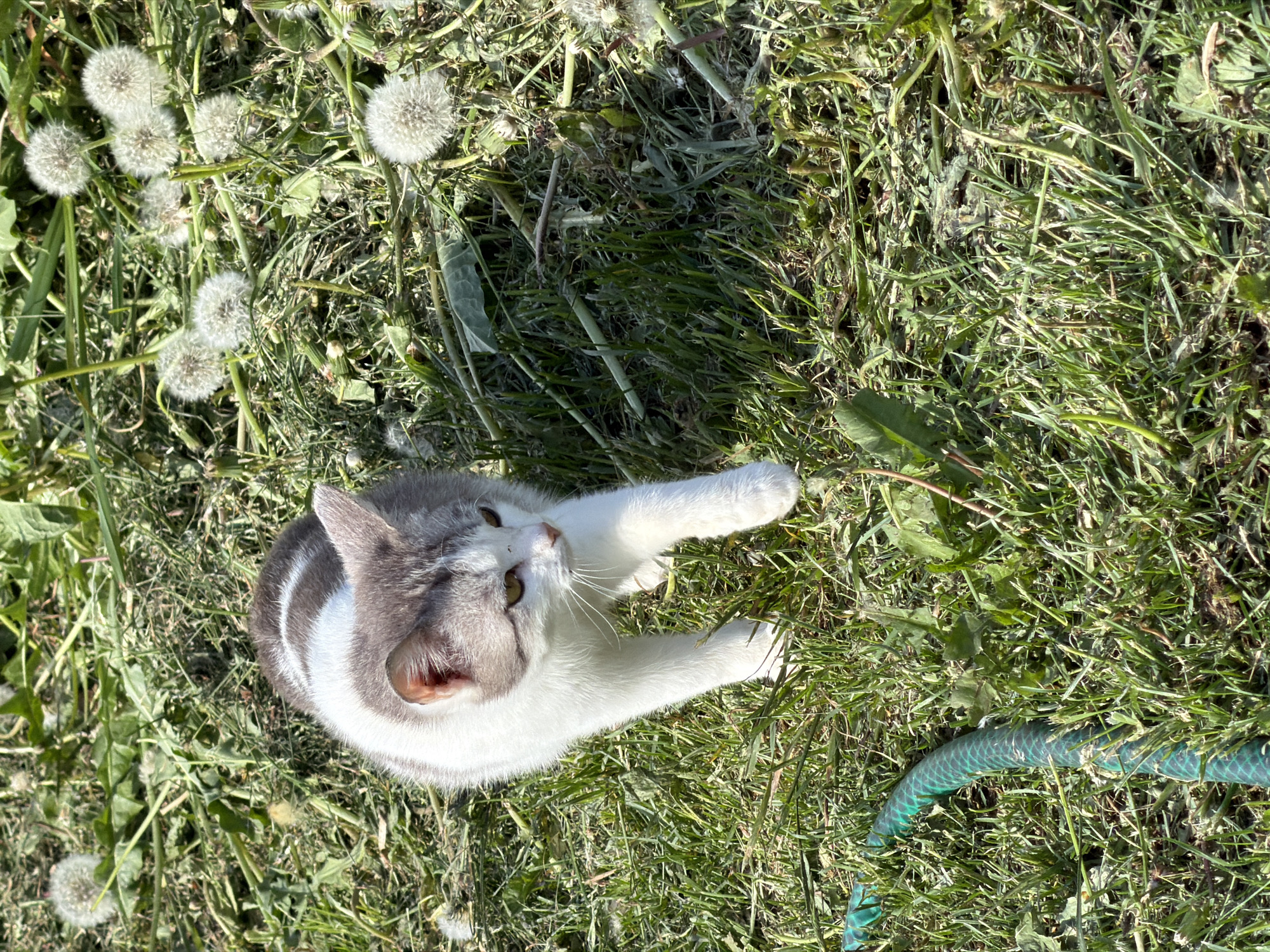 A cat with gray and white fur lies on its back in a patch of grass with dandelions and a coiled green garden hose. The cat is looking up and extending its paws. The location is unknown, and there is no evidence to suggest that it is in Ol'khovo, Russia. There are no people in the image.