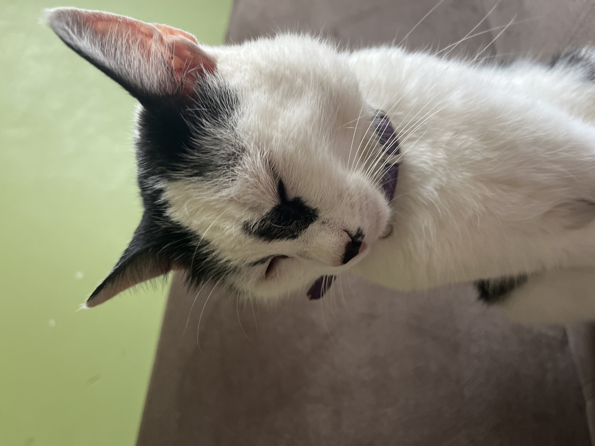 A close-up, medium shot captures a black and white cat with its eyes closed, possibly sleeping or dozing. The cat is adorned with a purple collar and is situated indoors, with a lime green wall and a brown couch visible in the background. This scene is located in Ureki, Georgia.