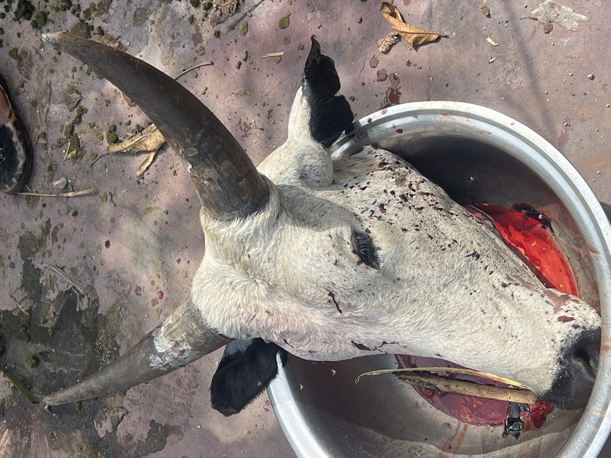 The image displays the severed head of a light-furred, horned bovine, likely a cow or bull, placed within a silver-colored metallic basin. The animal's fur, which is predominantly white or light grey with some dark speckles, is splattered with dark red blood, particularly around the neck and facial areas. Its prominent, dark, curved horns are visible, with the tip of one horn appearing lighter, possibly from wear or damage. Both ears are black; one shows signs of being slightly torn or notched.
The basin holds a significant amount of dark red liquid, consistent with blood, alongside some reddish internal organic matter. A thin piece of straw or a stick is seen extending from the animal's snout area into the contents of the basin.
The scene is set outdoors on an uneven, reddish-brown ground surface, likely concrete or packed earth. This surface is scattered with dry leaves, small debris, and patches of dark green/brown organic material. The bright daylight illuminates the scene, suggesting it is daytime. In a cropped view, a dark shoe or sandal is partially visible on the ground near one of the horns. The image depicts the immediate aftermath of an animal slaughter. There is no visible text in the image.