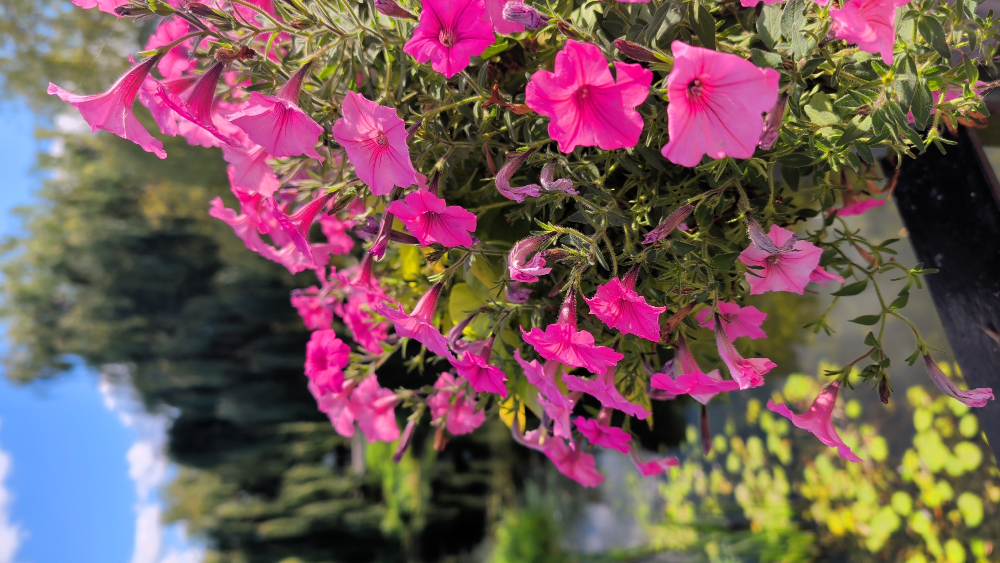 In this outdoor scene, a cluster of vibrant pink petunias is in sharp focus, their trumpet-shaped blooms and green, slightly fuzzy stems filling the foreground. The flowers are densely packed, with some petals appearing delicate and translucent in the sunlight. Behind the flowers, the background is softly blurred, creating a bokeh effect. This blurred backdrop features a body of water dotted with green lily pads, suggesting a pond or lake. Further in the distance, the soft green hues of trees and foliage are visible under a bright blue sky with scattered white clouds. A dark wooden railing runs horizontally across the bottom of the frame, partially obscured by the flowers, hinting that the flowers may be in a hanging basket or planter box overlooking the water. The overall impression is of a tranquil garden setting. There are no people or animals visible in the image. The scene is likely located in the vicinity of the Pułtusk Fortress, a historical landmark in Pułtusk, Poland, known for its picturesque setting and natural surroundings, which often include bodies of water and well-maintained gardens.