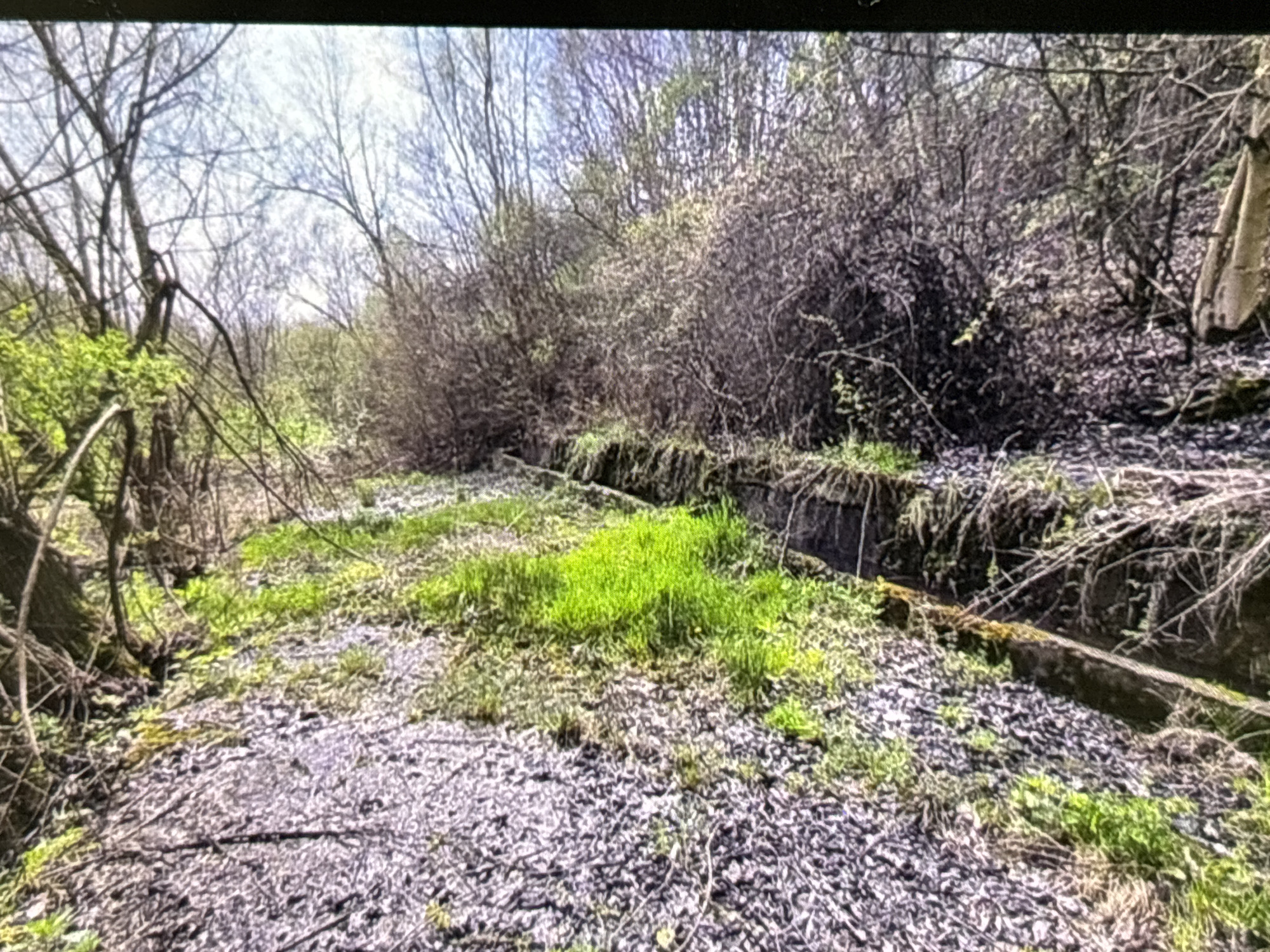 The image presents an overgrown outdoor scene, likely a disused industrial or transportation area, under bright daylight. No individuals or animals are visible.
In the foreground, a path-like area is covered in greyish gravel, interspersed with patches of vibrant, new green grass. To the left, several bare deciduous trees with some light green spring foliage stand tall, their branches reaching towards the sky. Further into the midground, a series of dark, rectangular concrete or stone structures, possibly old foundations, retaining walls, or drainage channels, run horizontally across the frame. These structures are partially covered in moss and encroaching vegetation, highlighting their age and abandonment.
Beyond these structures, the terrain rises, densely covered with a mix of bare branches and bushes just beginning to bud, consistent with an early spring setting. The background shows a bright sky filtering through the upper canopy of the trees, suggesting a sunny or partly cloudy day. The overall scene evokes a sense of nature reclaiming man-made infrastructure. There is no visible text in the image. Given the location context of Wolverhampton, United Kingdom, this could be a section of a former railway line, canal bank, or other industrial heritage site now left to nature.