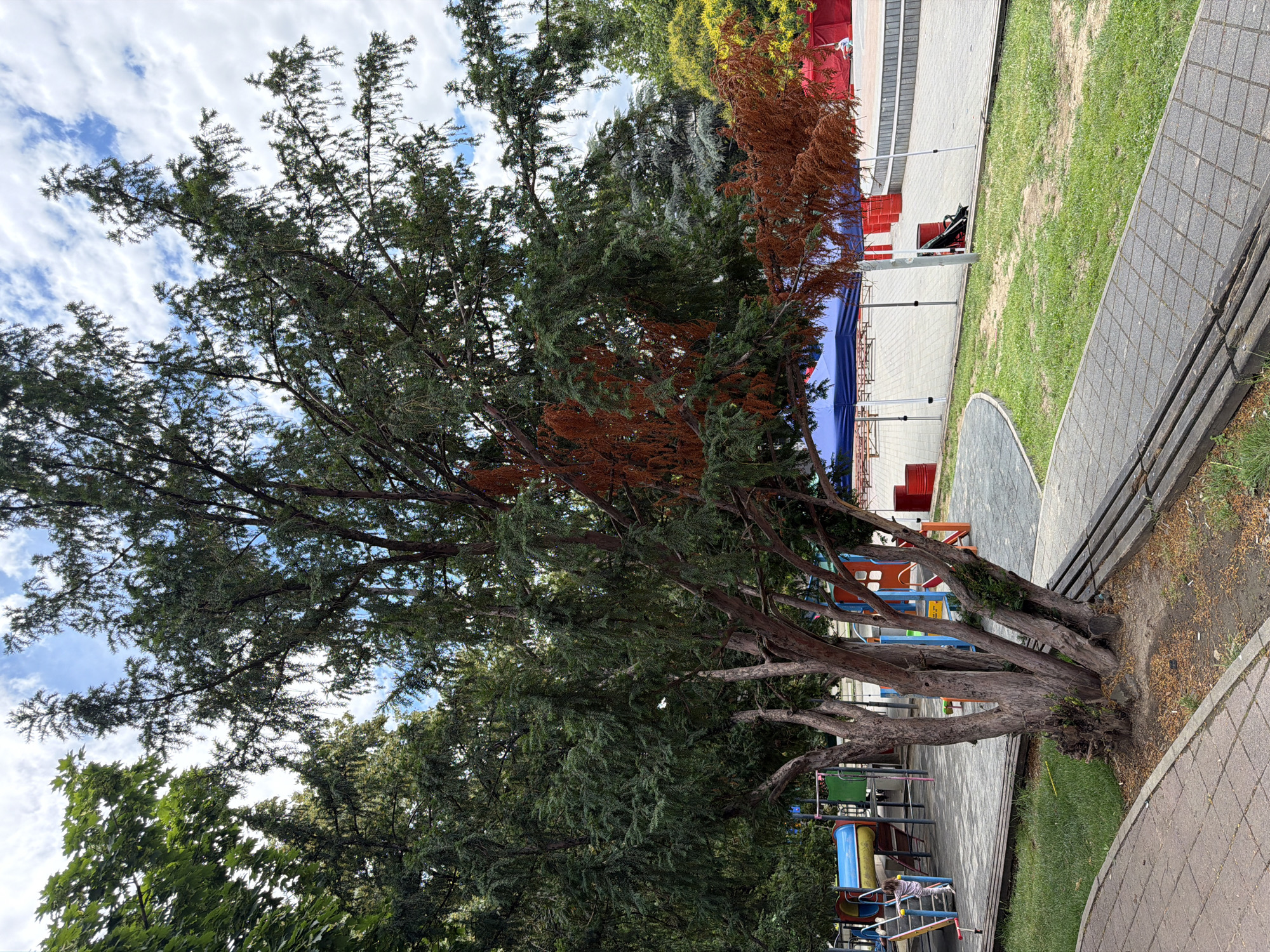 The image shows an outdoor scene in Pazardzhik, Bulgaria. A large tree with both green and brown foliage stands prominently in the foreground, its base partially obscured by its thick trunk. The tree is situated next to a paved walkway with wooden benches. Behind the tree, a playground with colorful structures is visible. Further in the background, there are tents, seating areas, and red cylindrical objects, suggesting an event or market is taking place. The sky is partly cloudy.