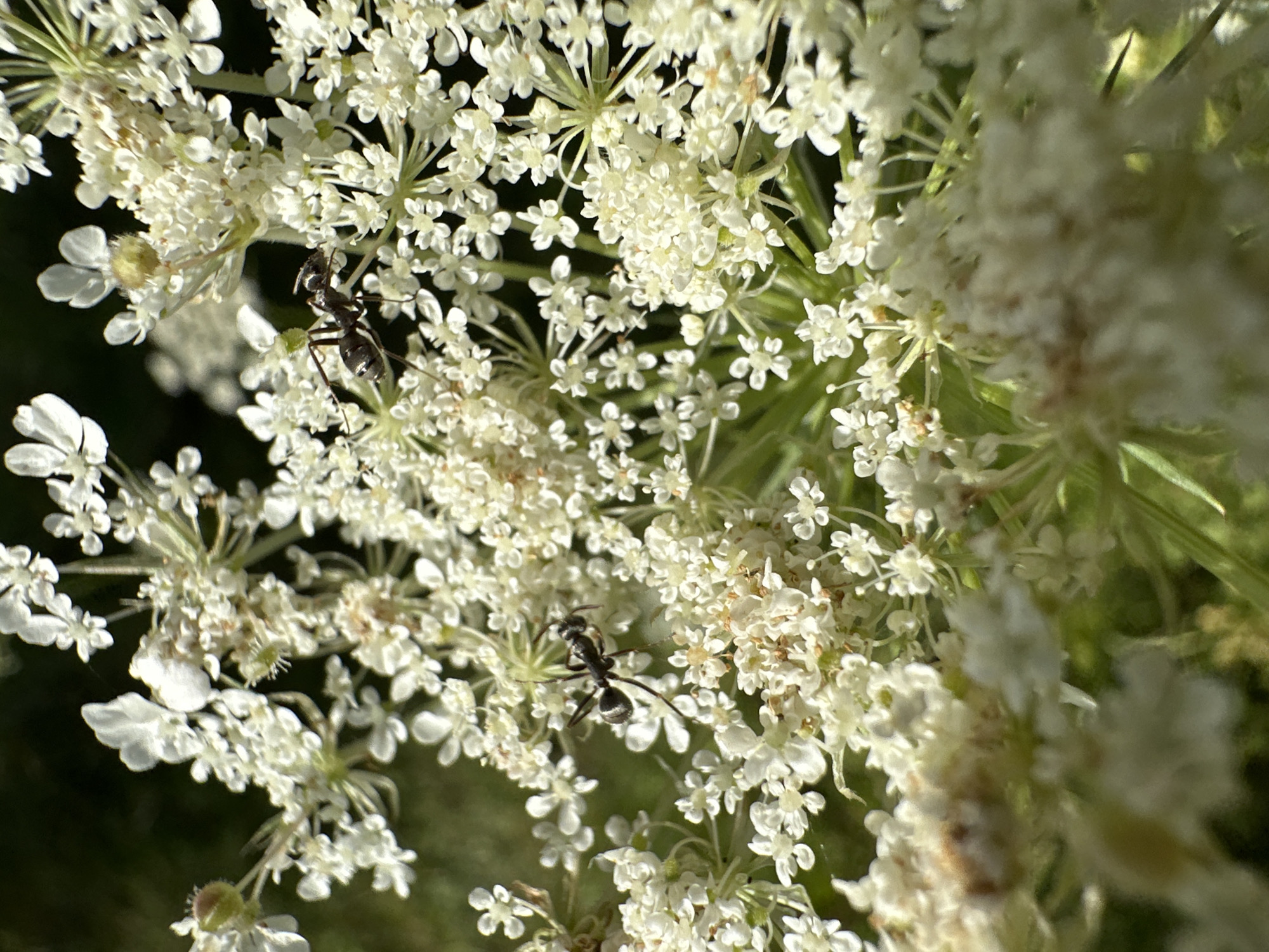 Two black ants are foraging on a cluster of white Queen Anne's Lace flowers. The background is dark and out of focus, suggesting a natural, possibly shaded environment. The image was taken in Norviliškės, Lithuania.
